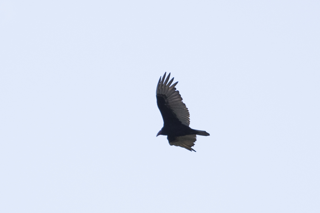 Black Vulture — Ana fotoğraf