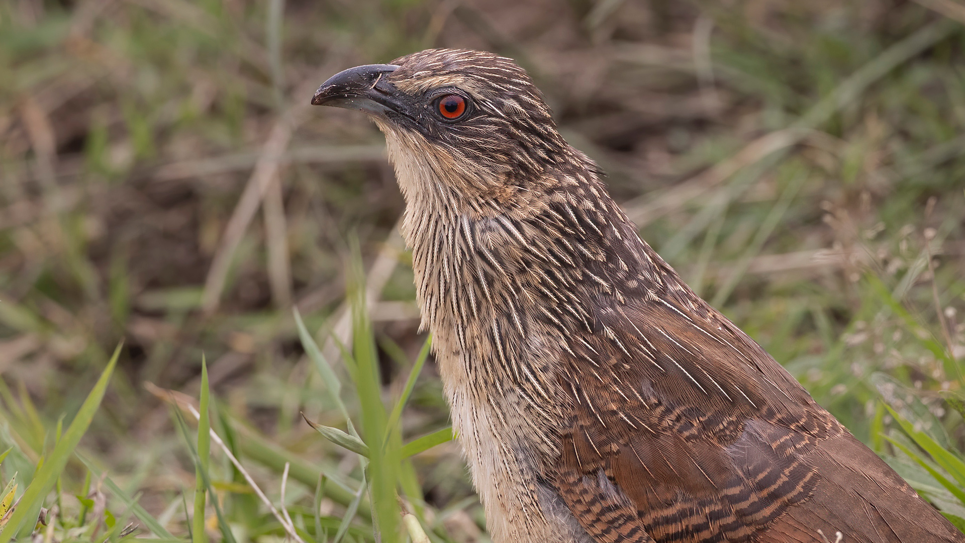 White-browed Coucal — Ana fotoğraf