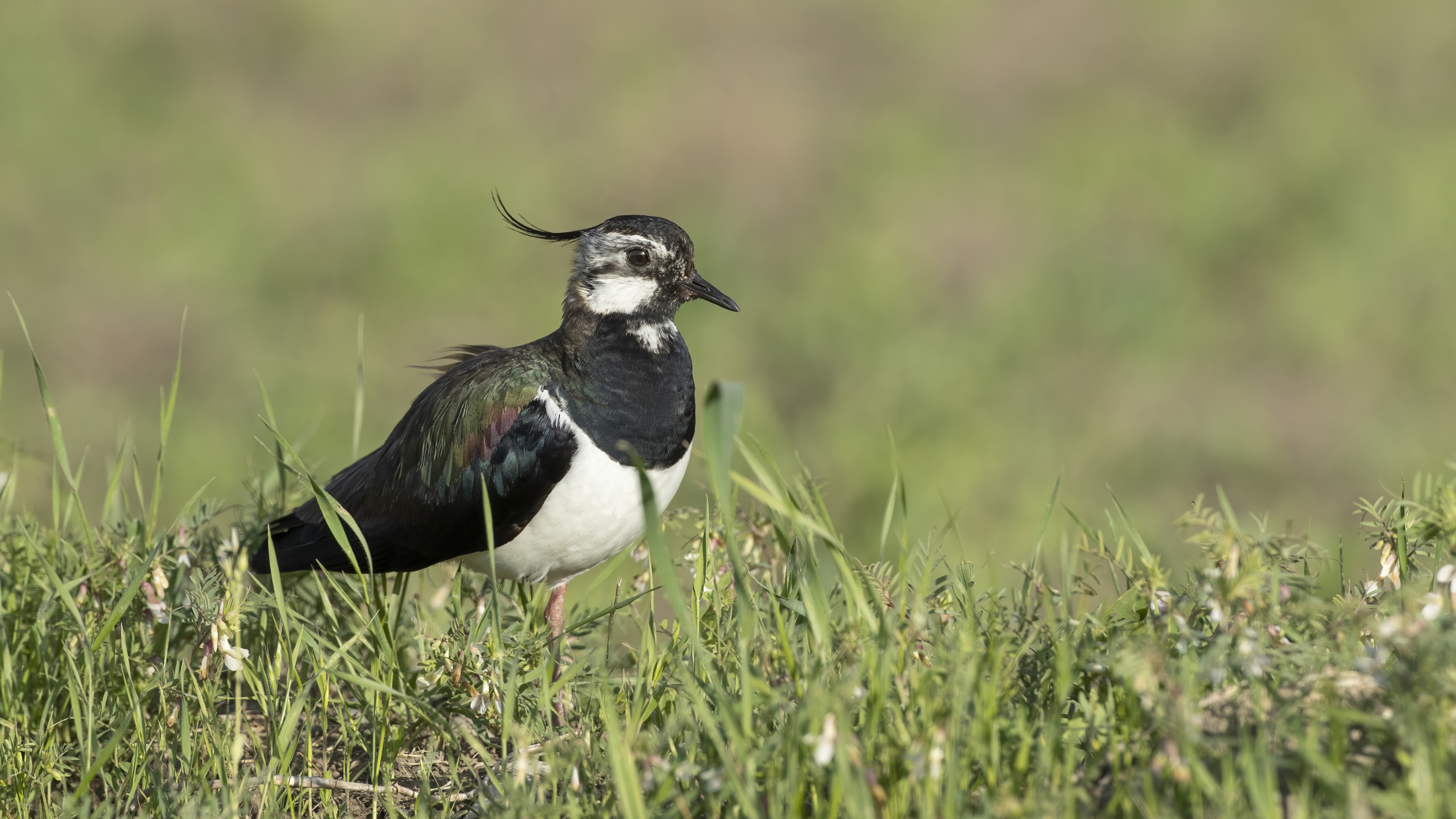 Northern Lapwing