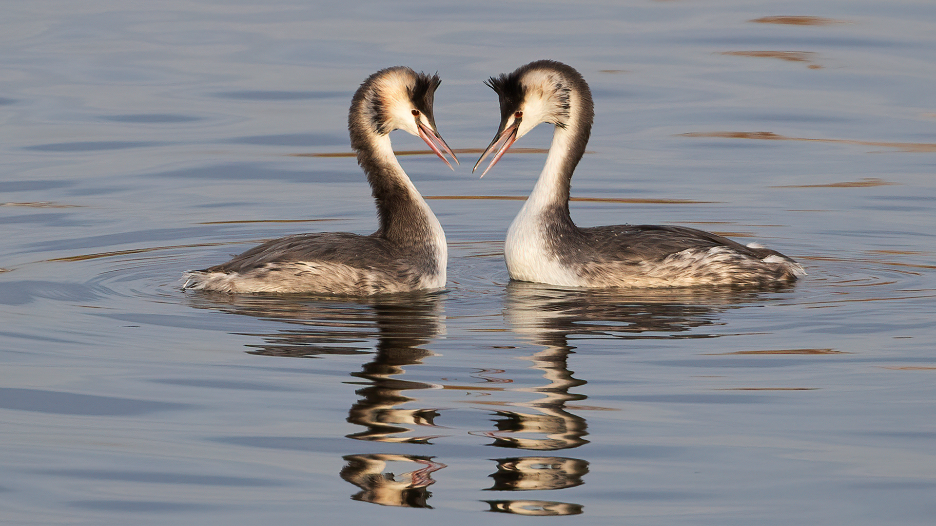 Great Crested Grebe