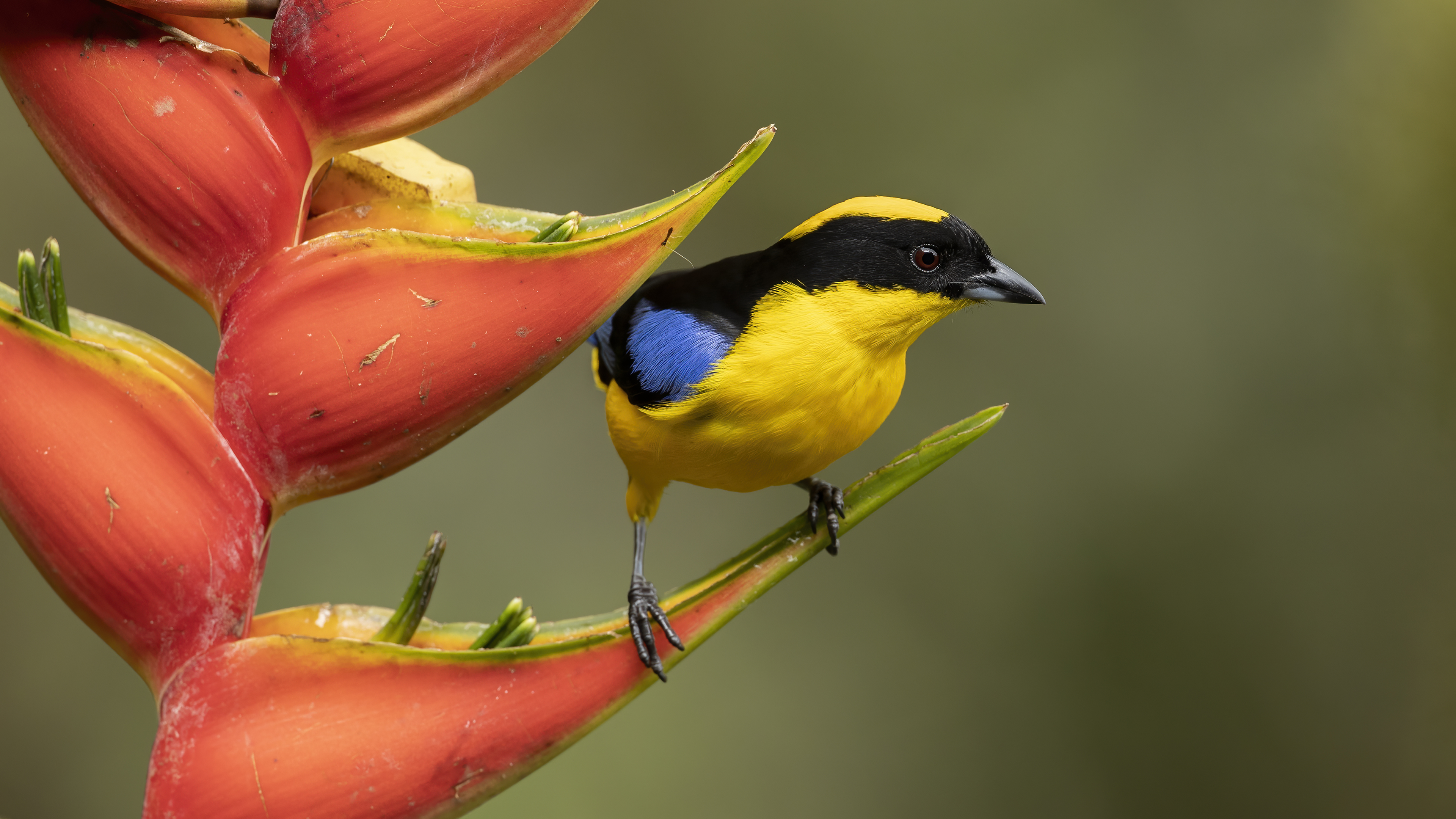 Blue-winged Mountain-Tanager