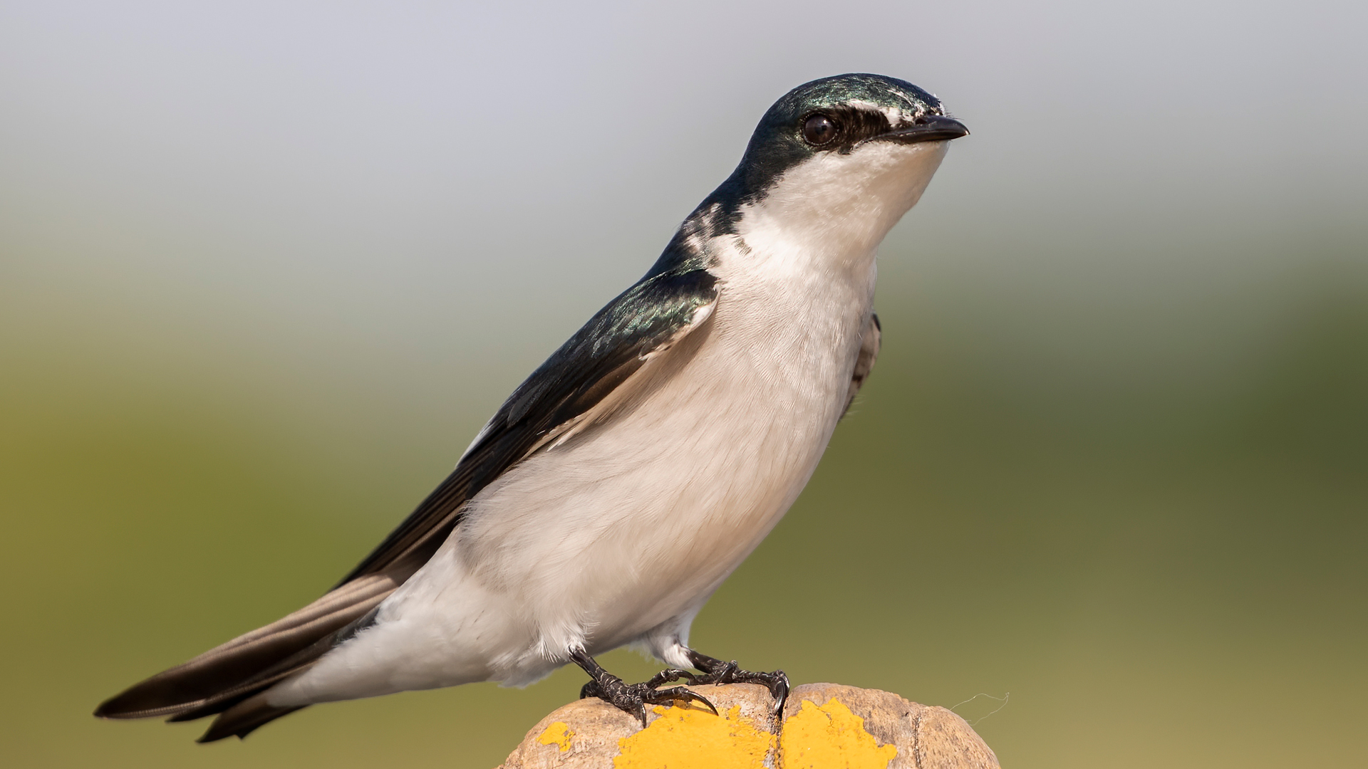 Mangrove Swallow — Ana fotoğraf