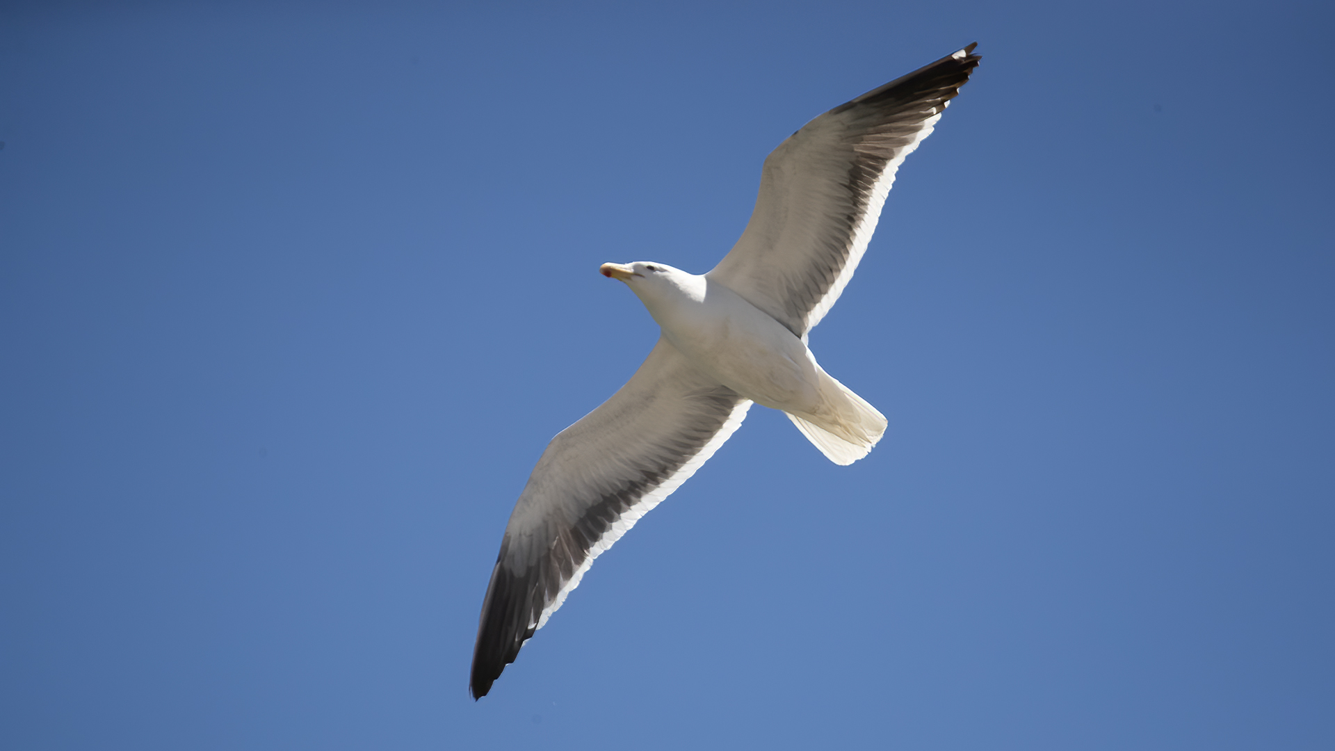 Kelp Gull — Ana fotoğraf