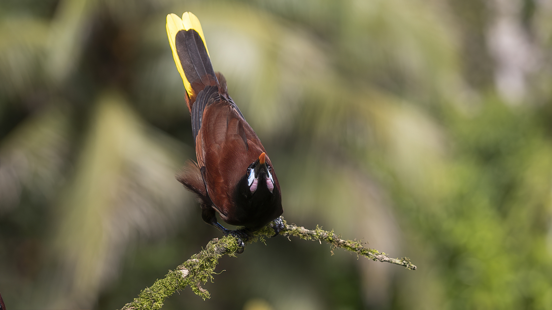 Montezuma Oropendola