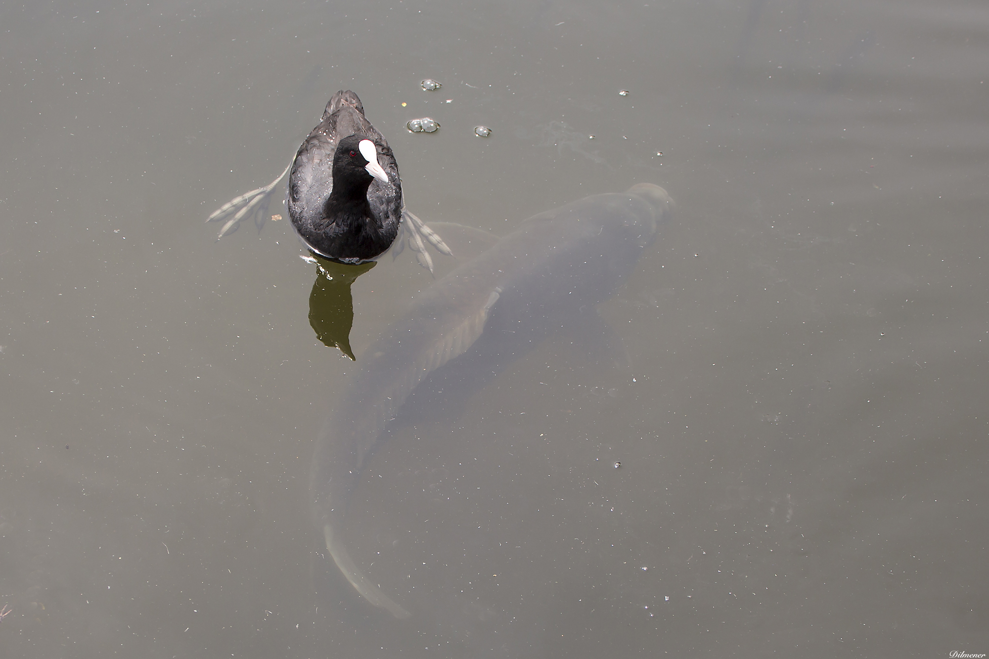 Eurasian Coot