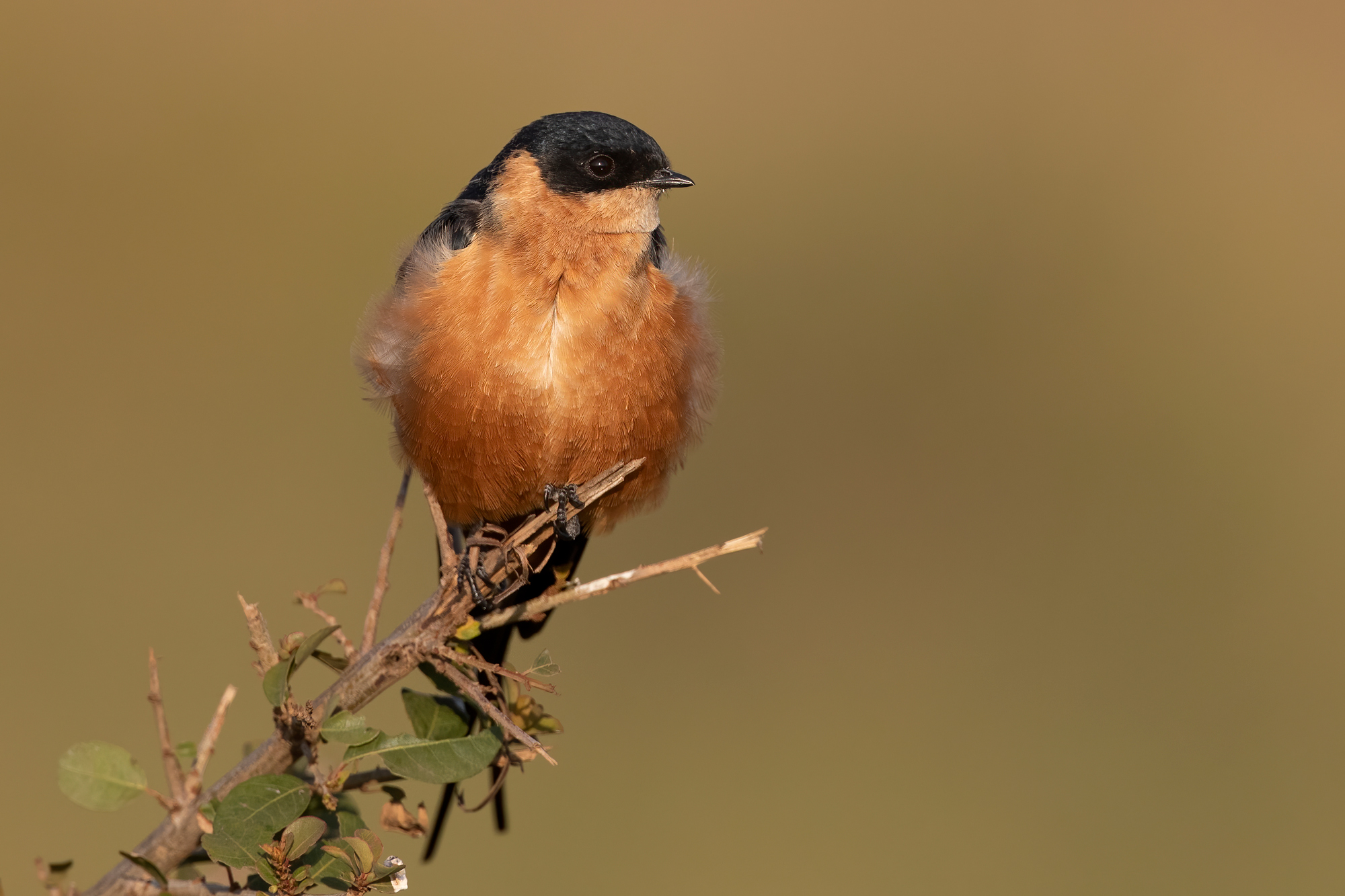 Rufous-chested Swallow