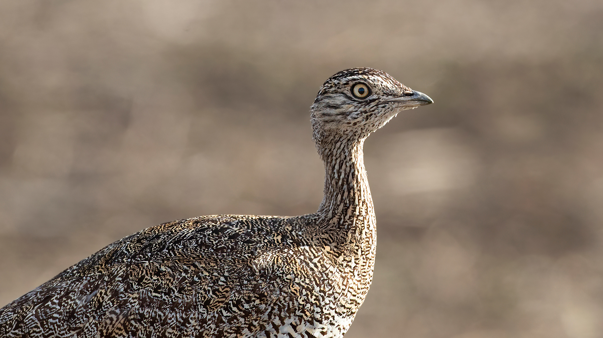 Little Bustard