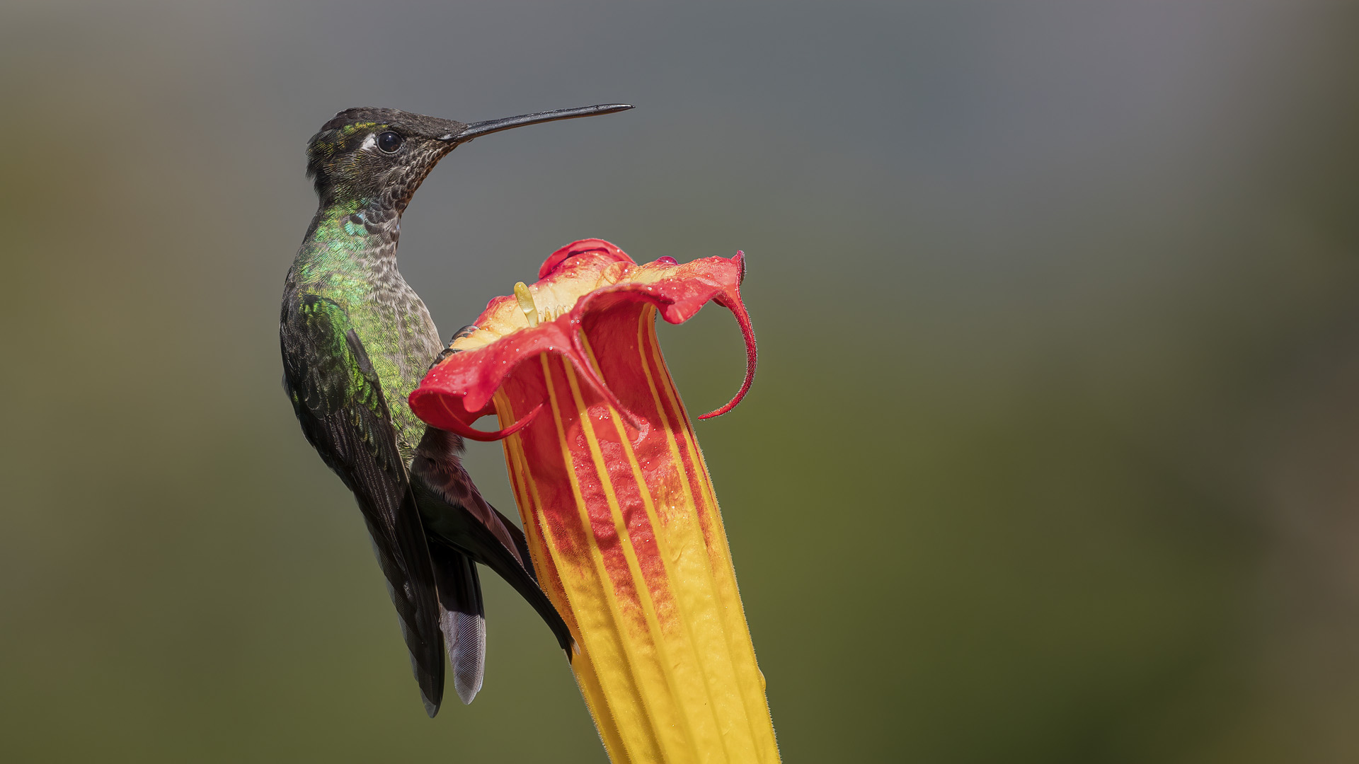 Talamanca Hummingbird