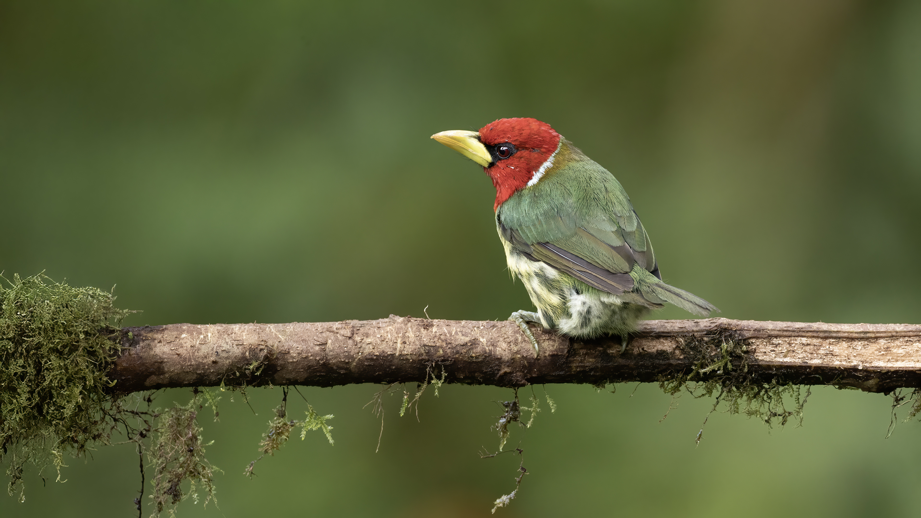 Red-headed Barbet