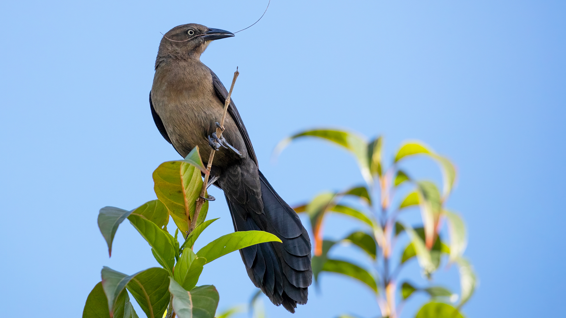 Great-tailed Grackle — Ana fotoğraf