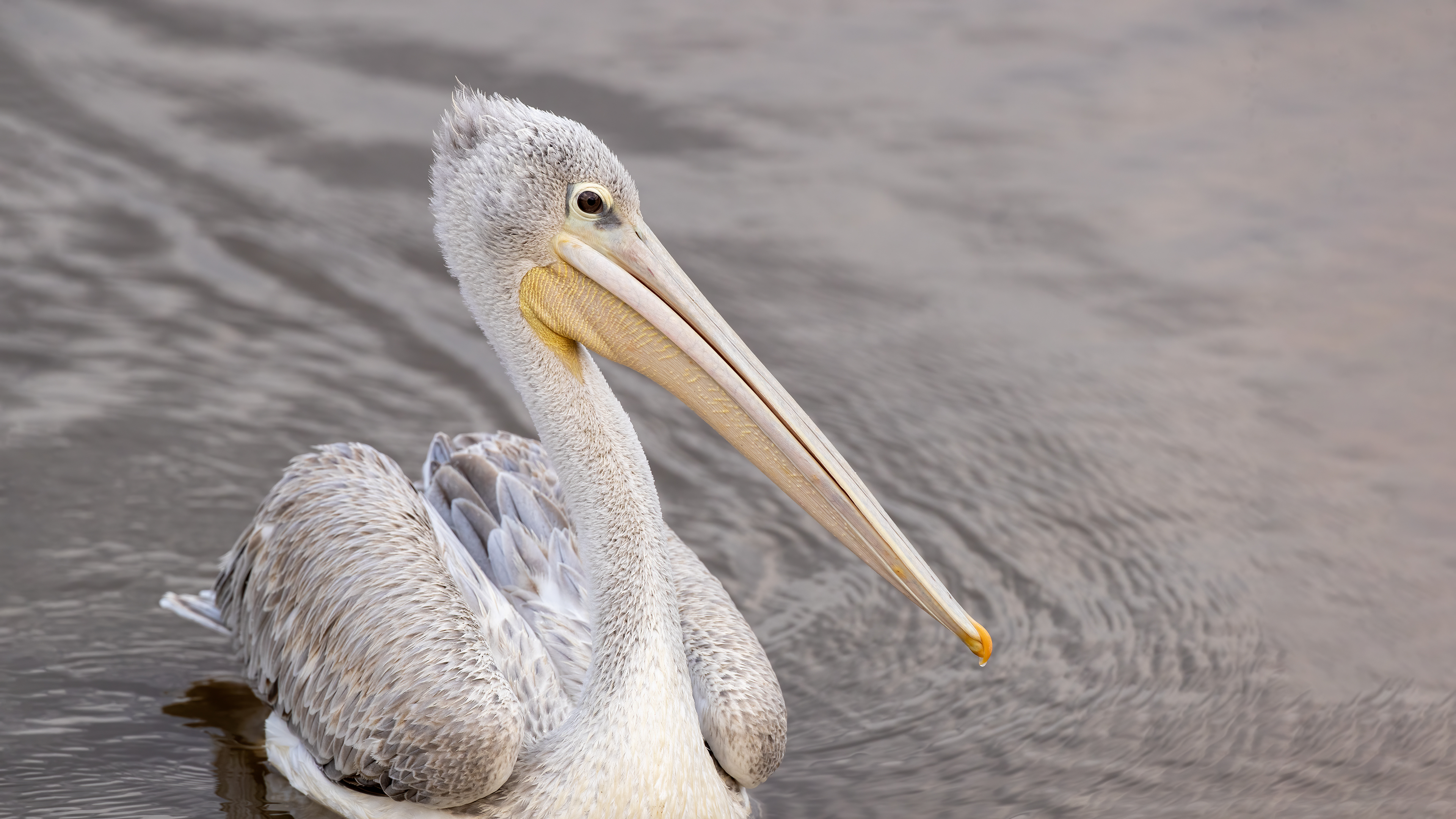 Pink-backed Pelican