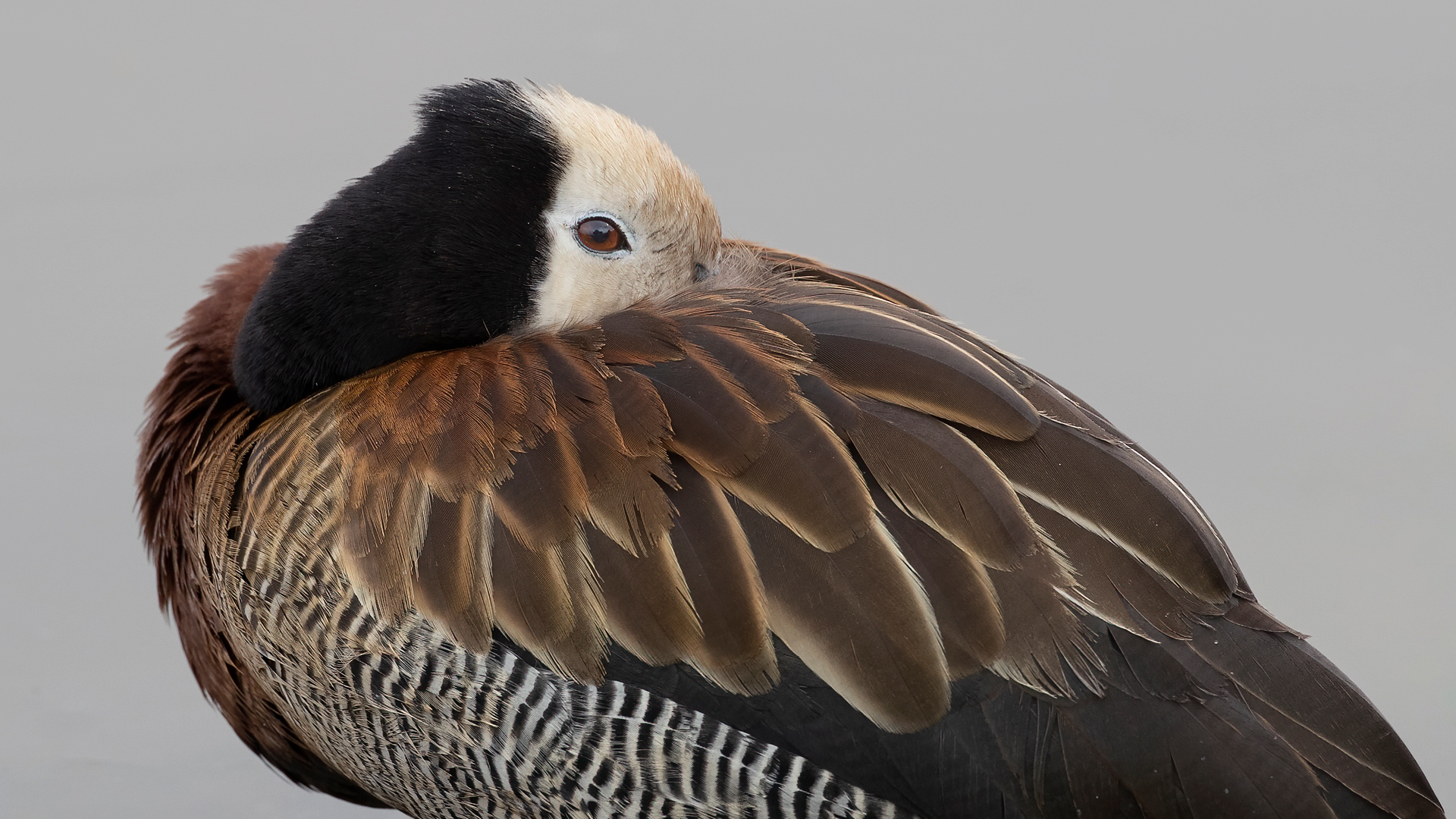 White-faced Whistling-Duck