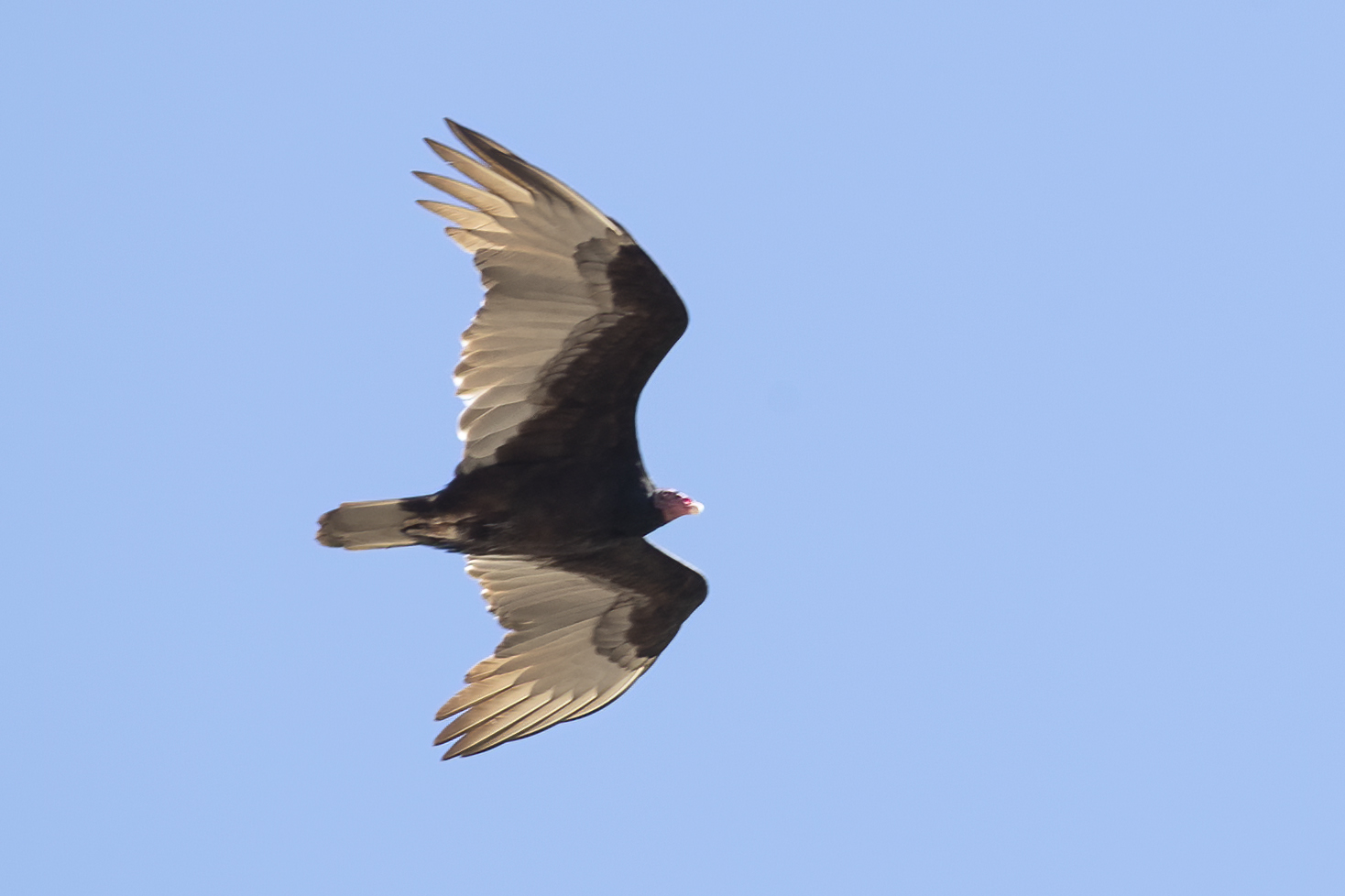 Turkey Vulture — Ana fotoğraf