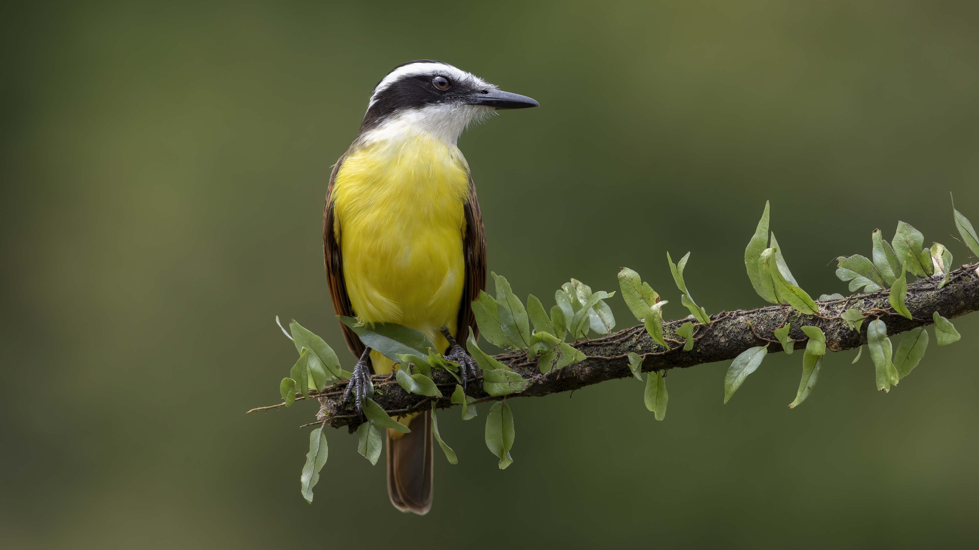 Great Kiskadee — Ana fotoğraf