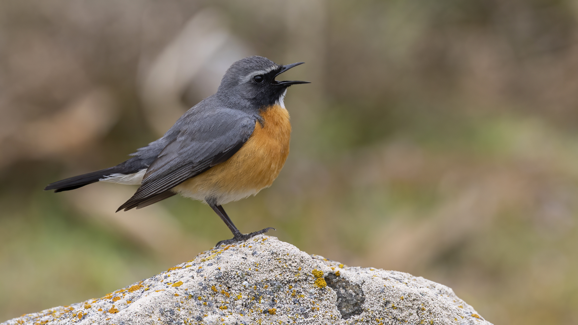 White-throated Robin