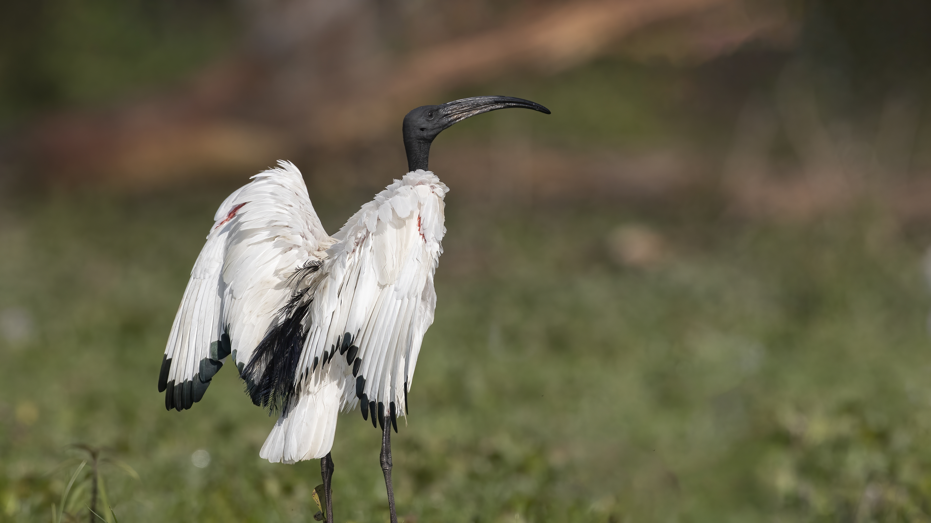 African Sacred Ibis