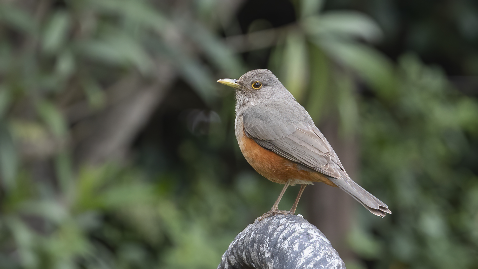 Rufous-bellied Thrush