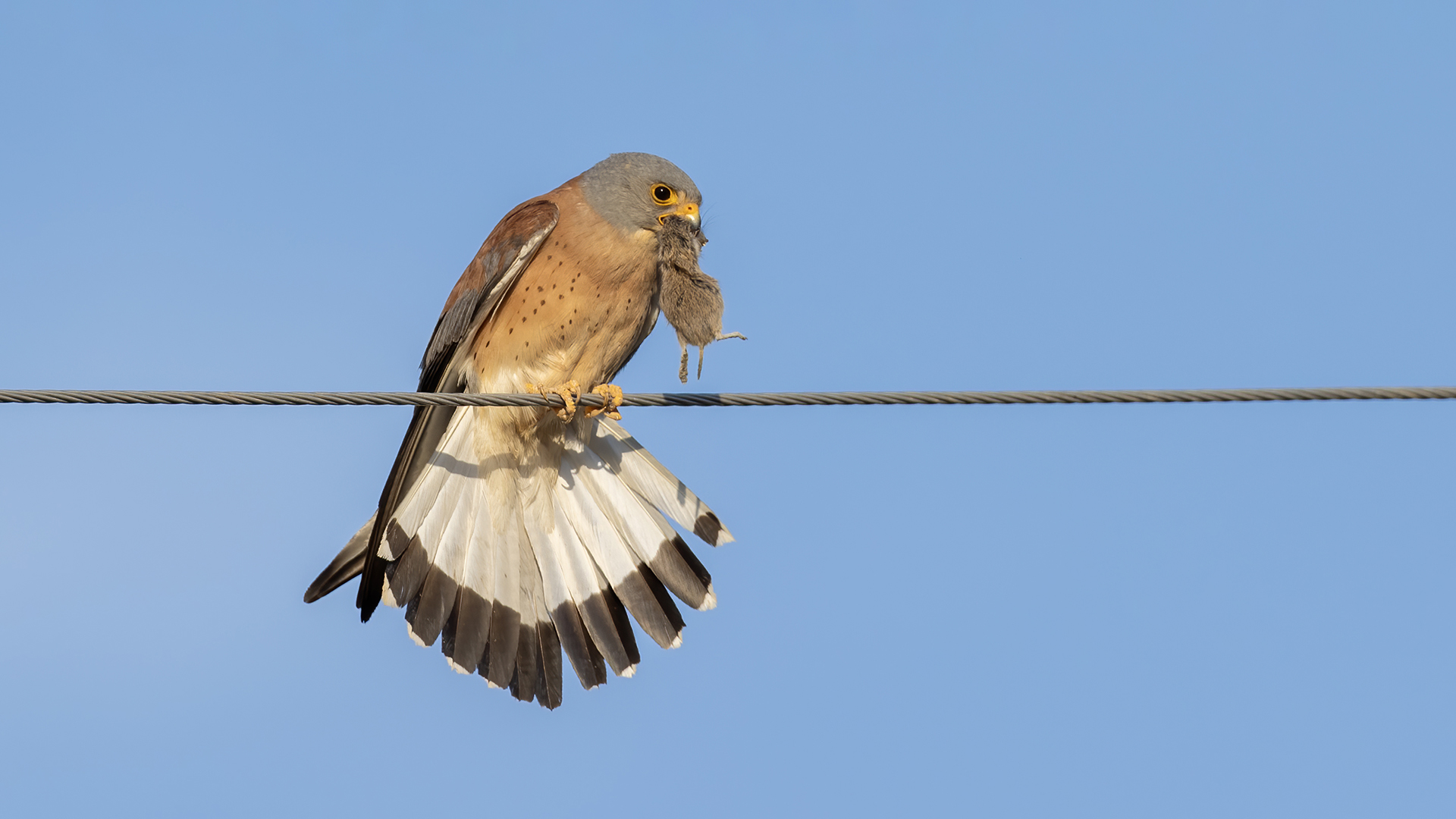 Eurasian Kestrel