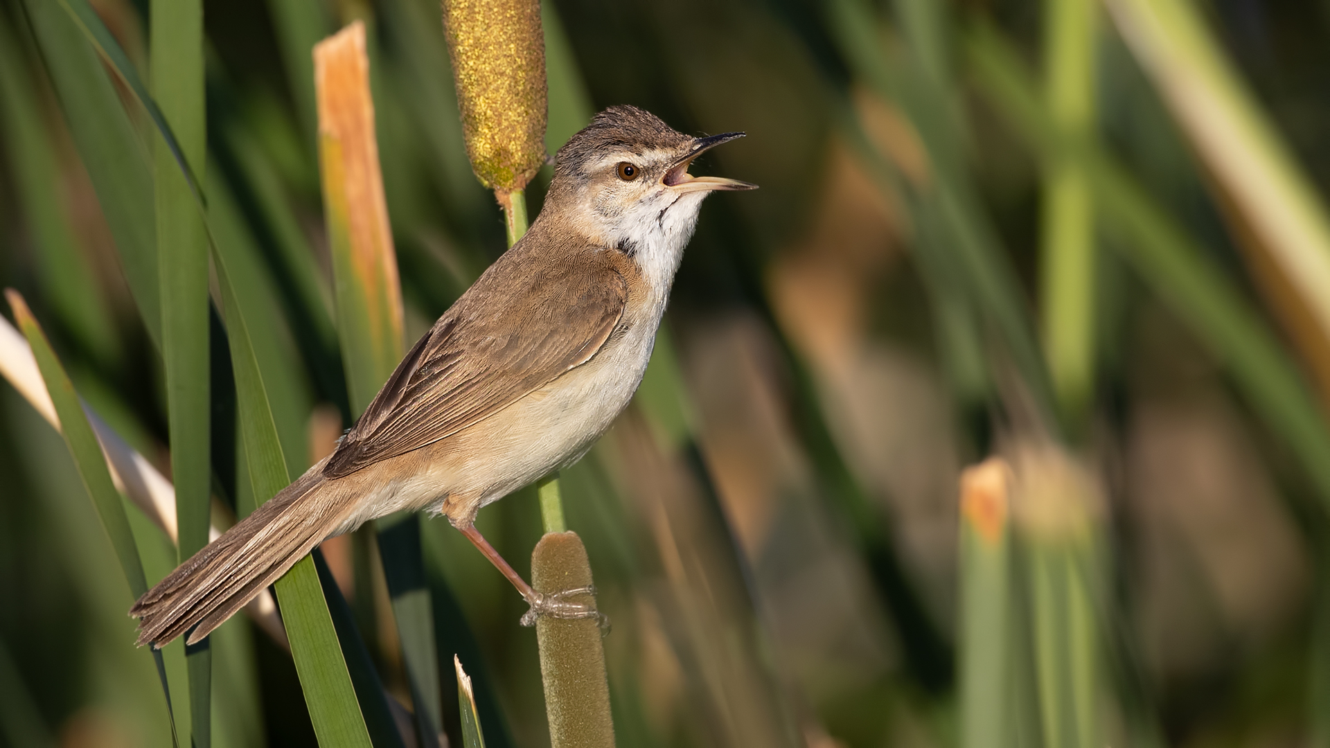 Paddyfield Warbler