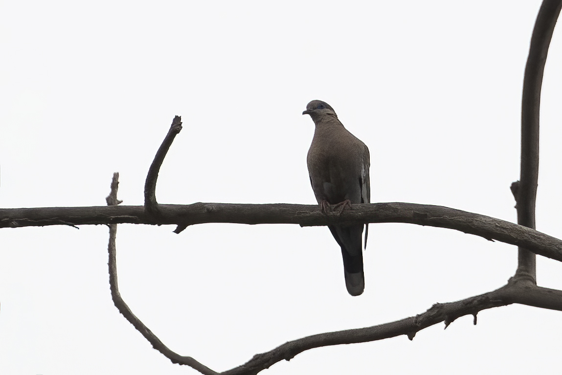 Acre Antshrike