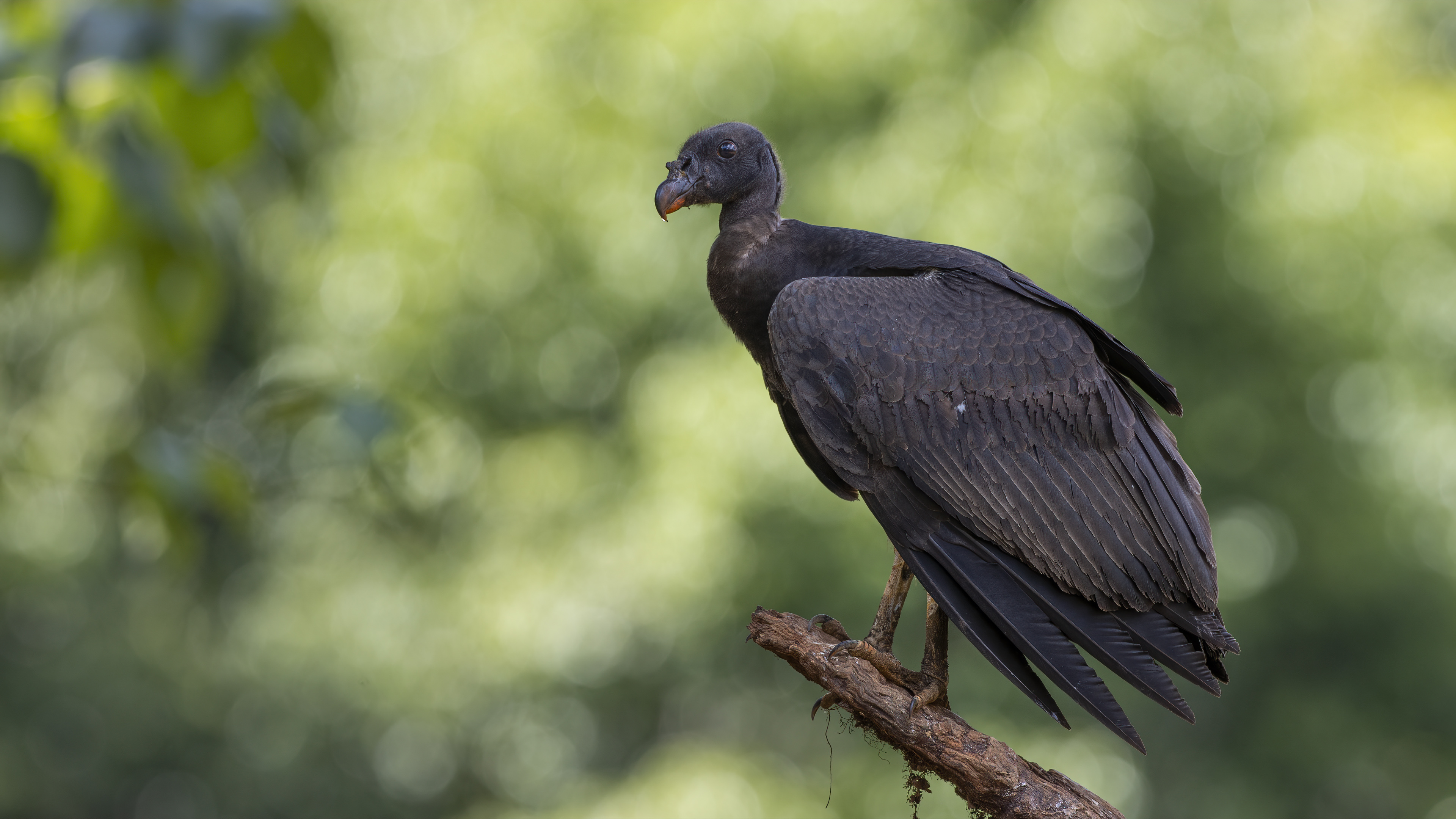 King Vulture