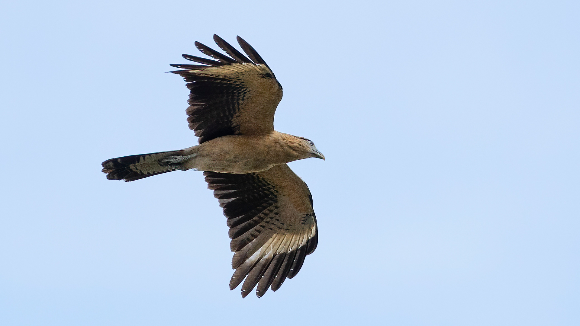 Great-tailed Grackle — Ana fotoğraf