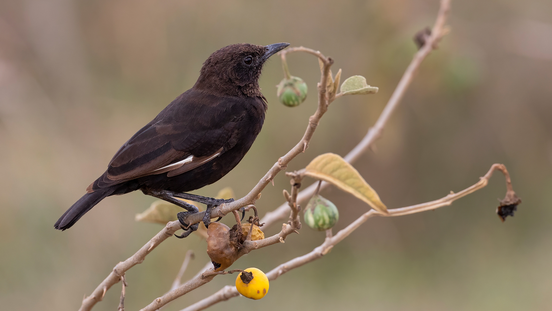 Northern Anteater-Chat — Ana fotoğraf