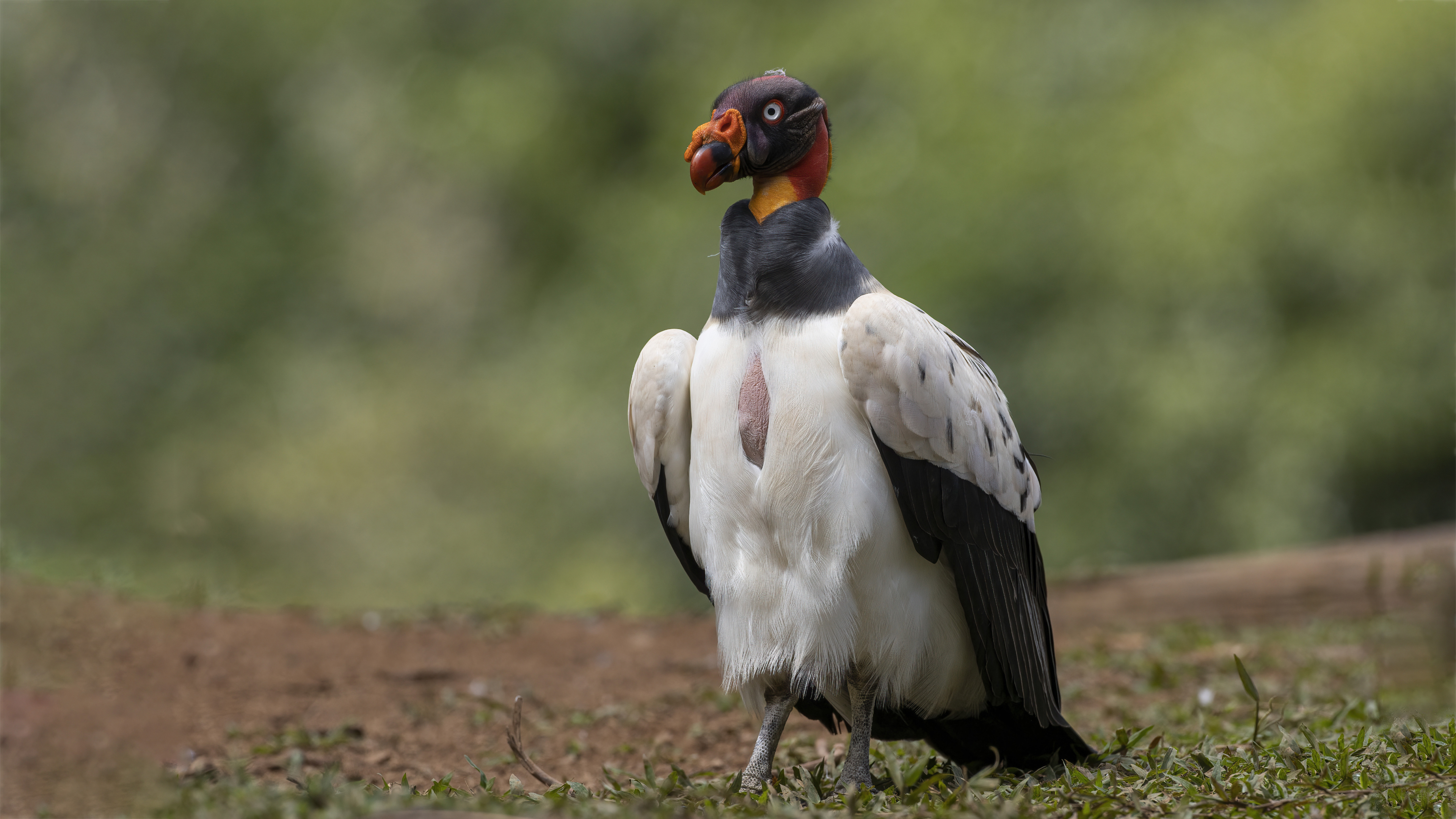 King Vulture