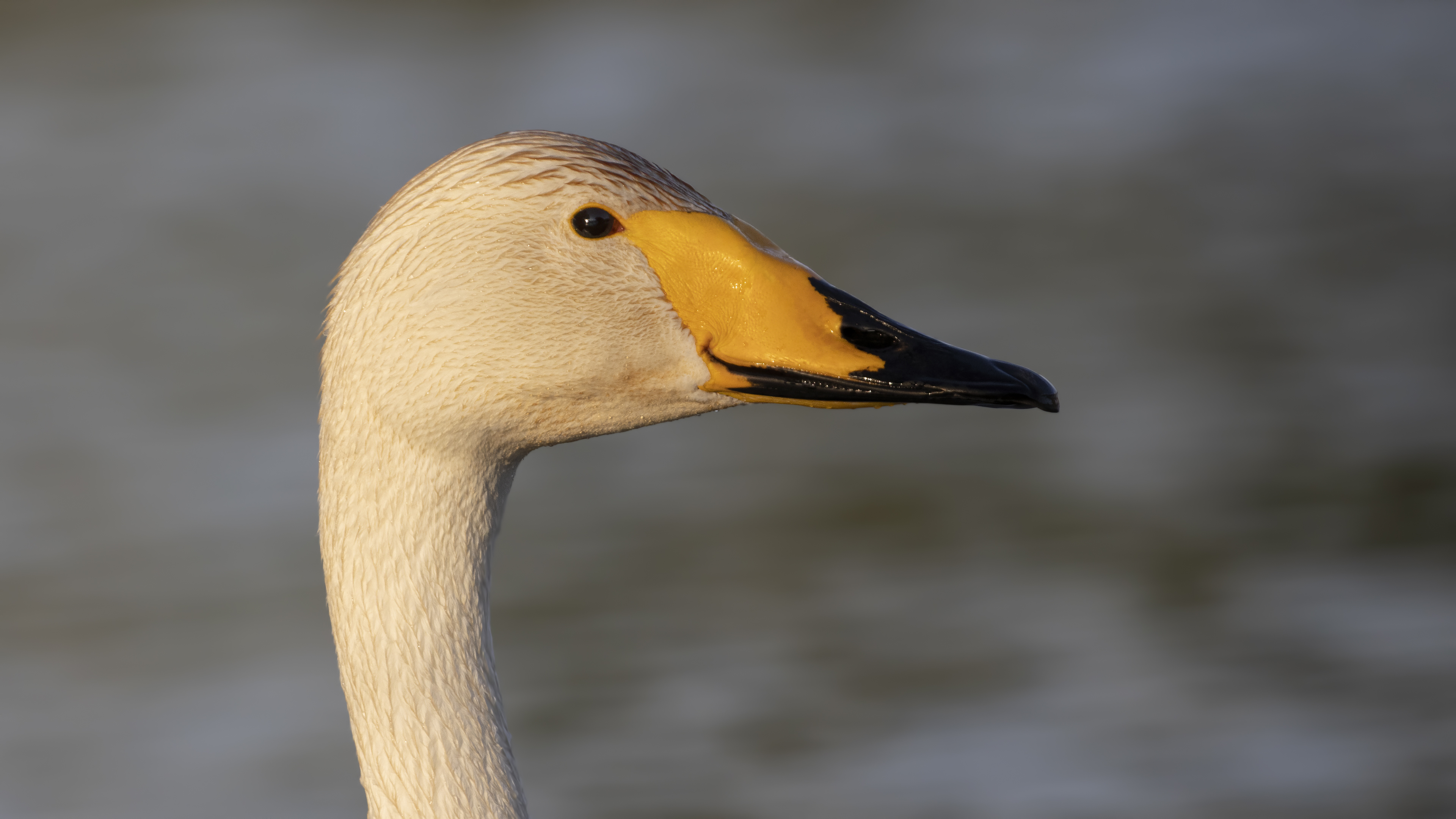 Whooper Swan