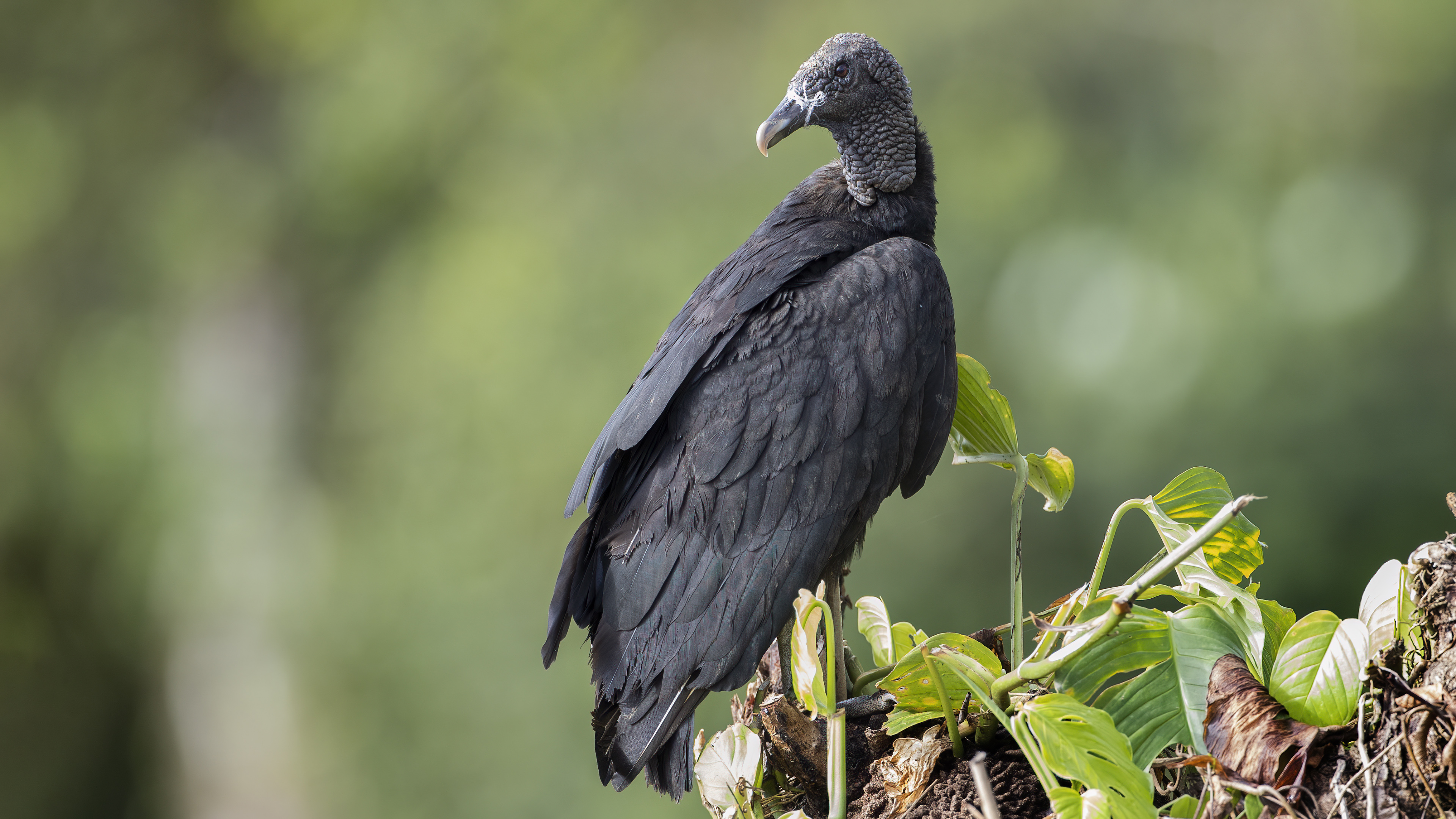 Black Vulture — Ana fotoğraf