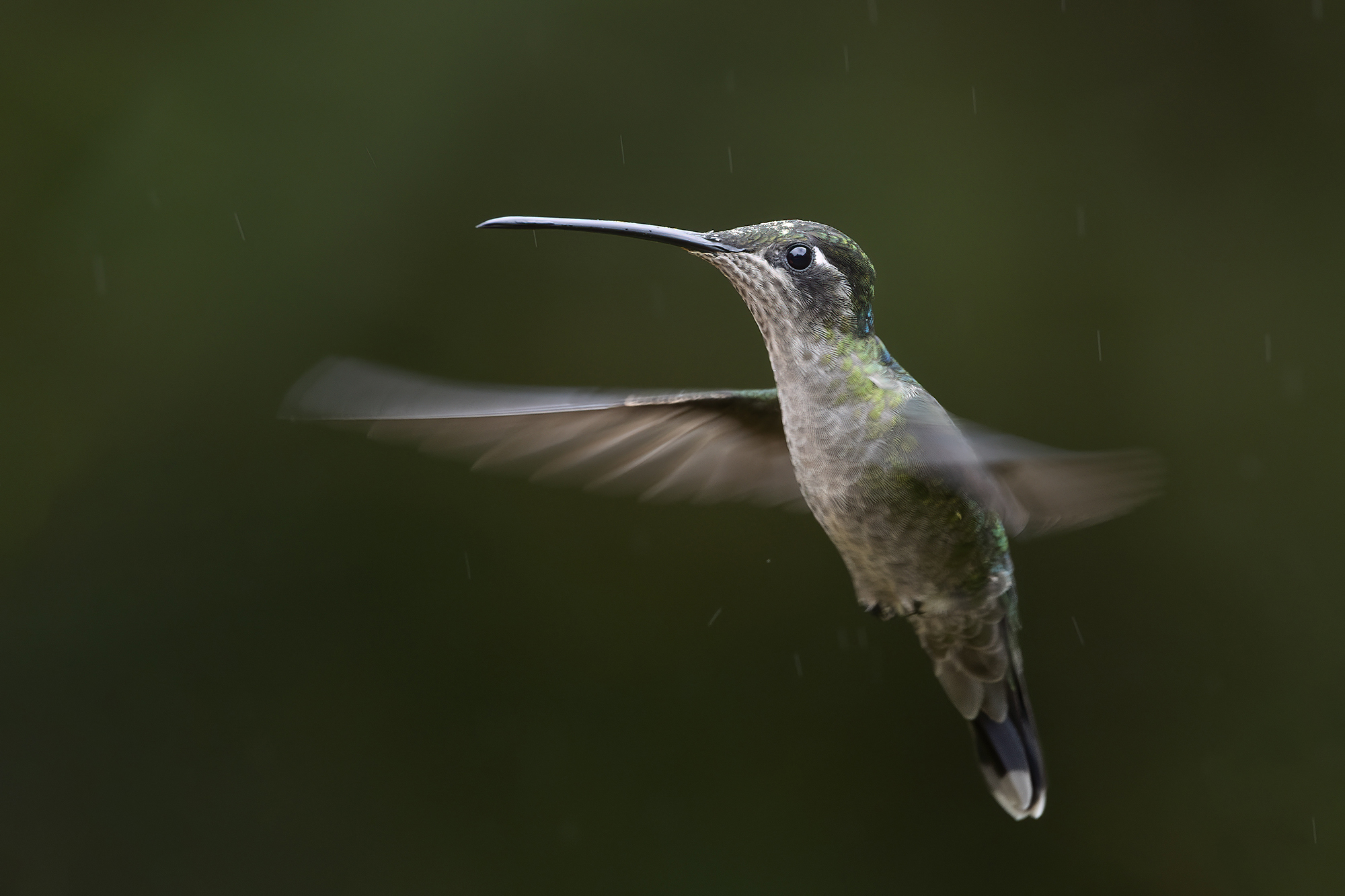 Acadian Flycatcher