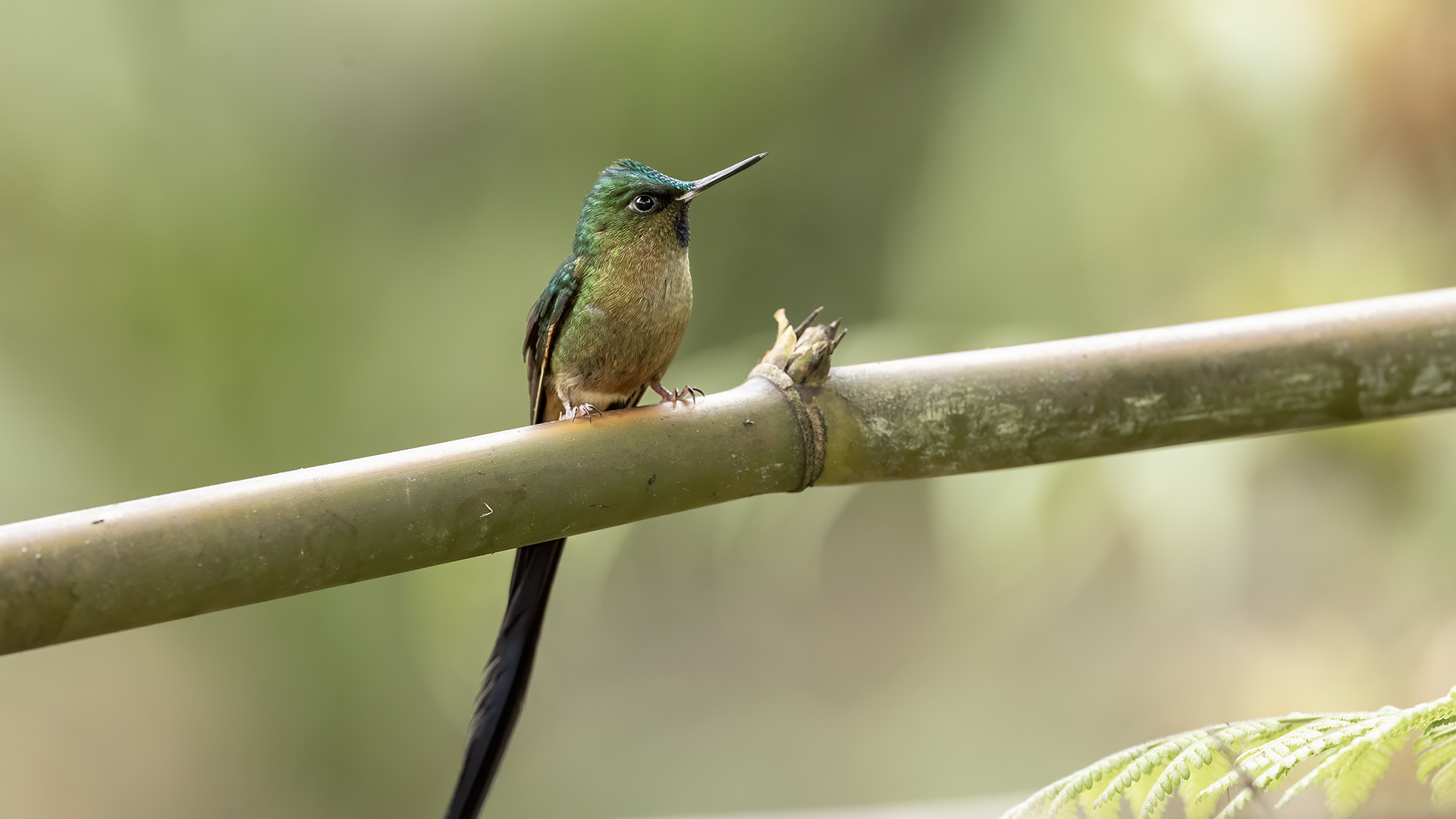 Acadian Flycatcher