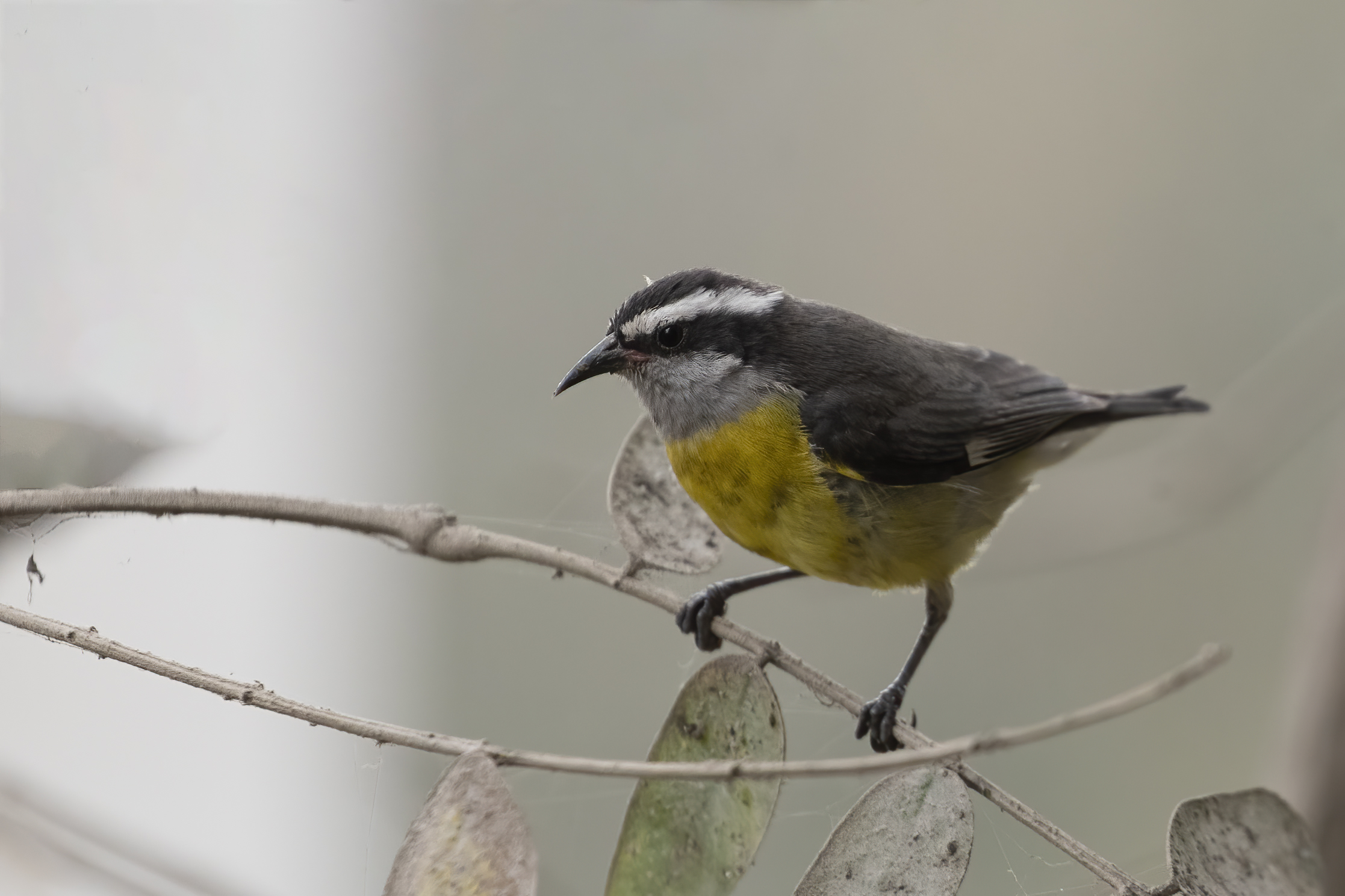Bananaquit