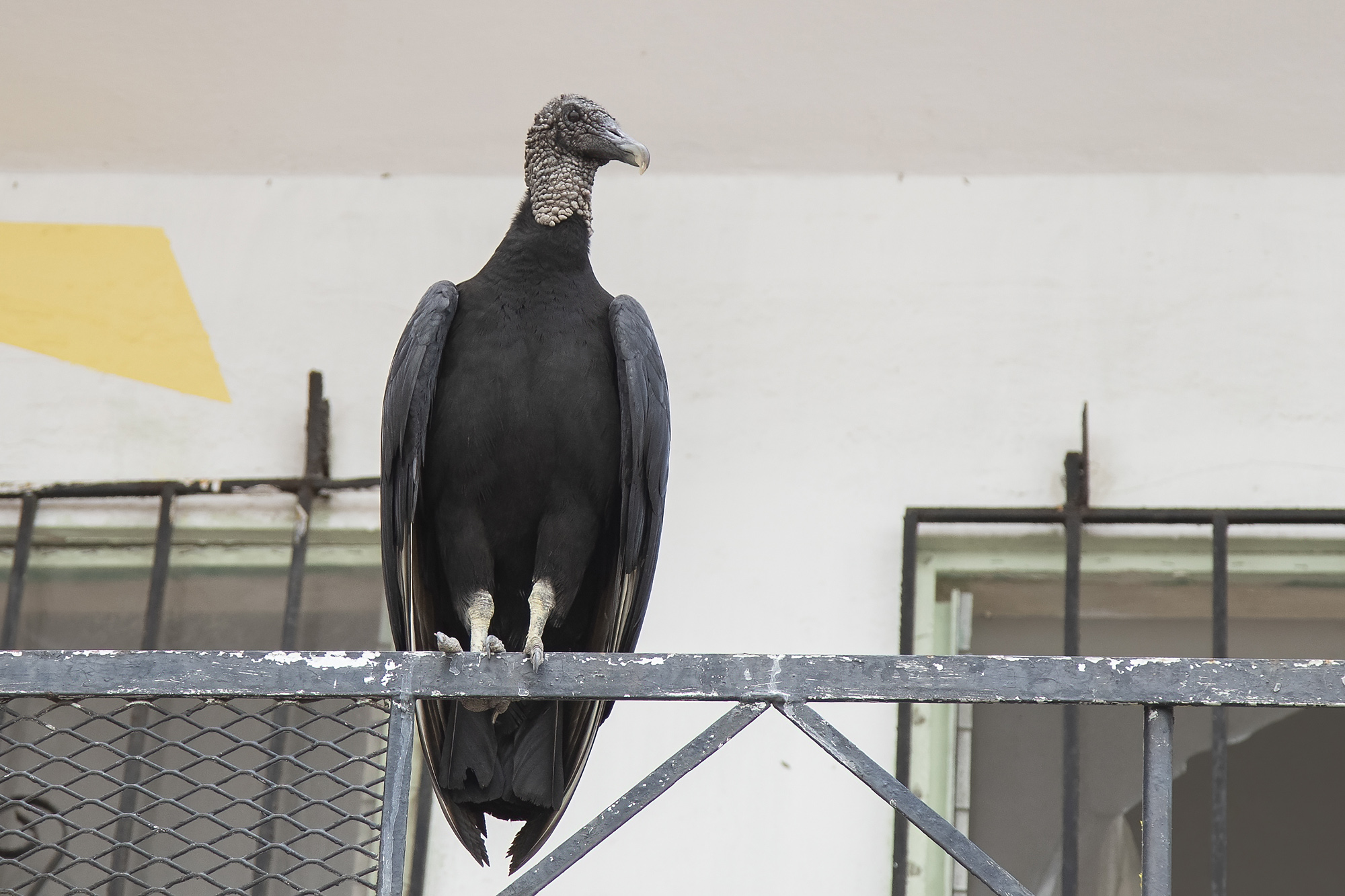 Black Vulture