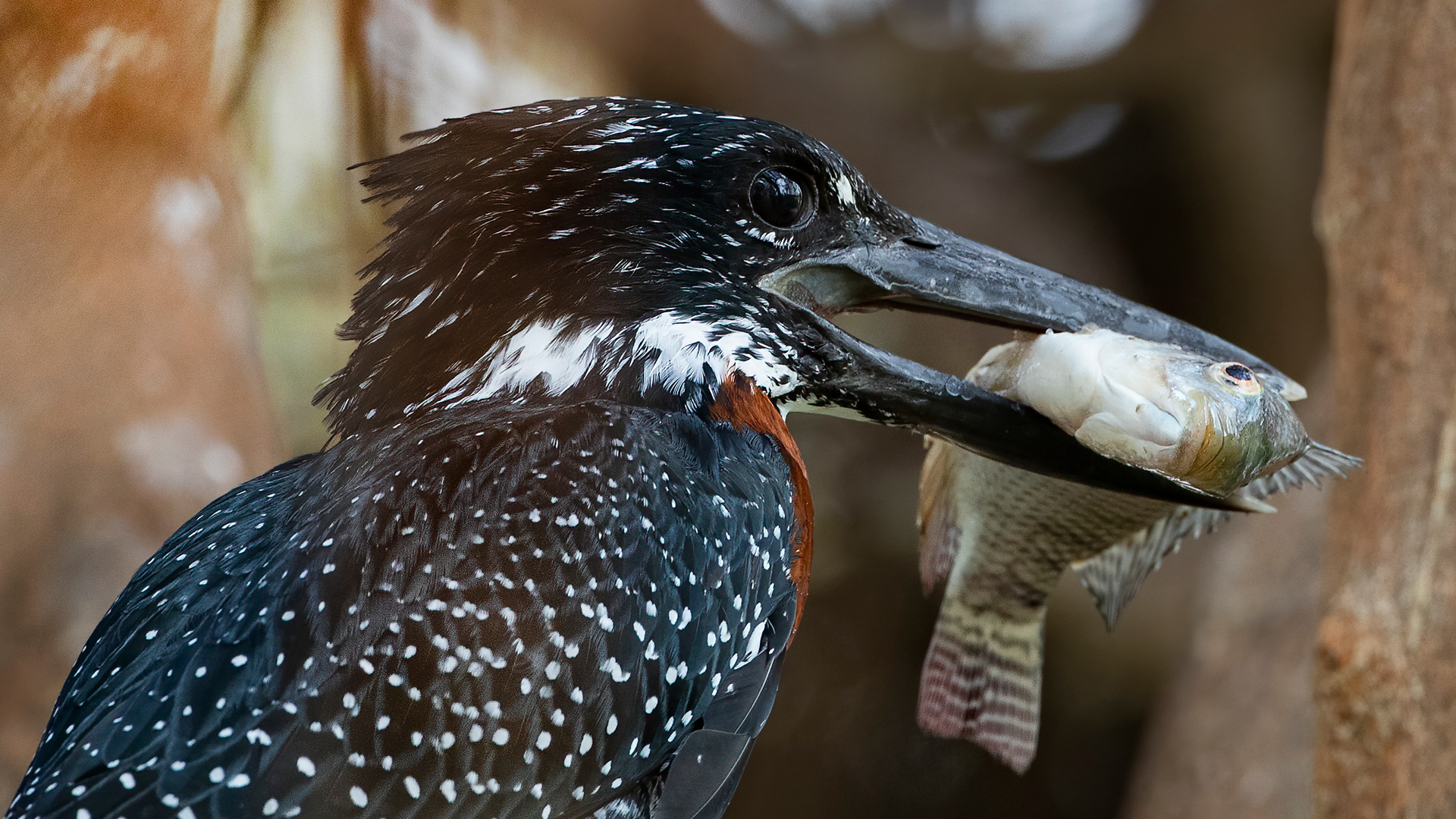 Giant Kingfisher