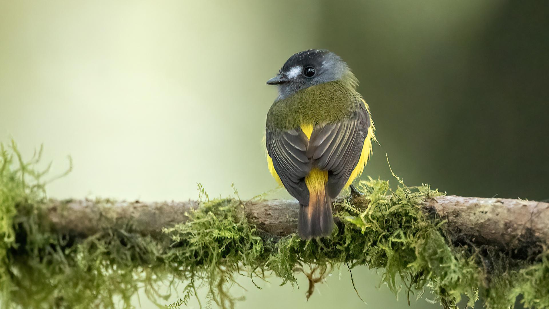 Ornate Flycatcher
