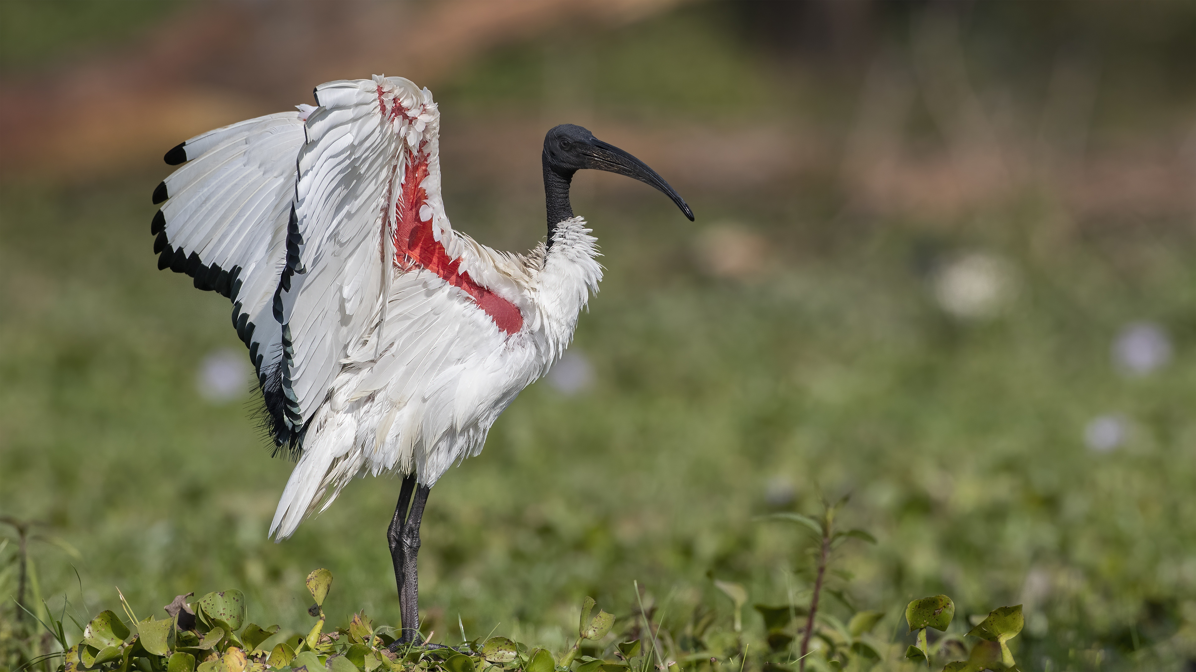 African Sacred Ibis
