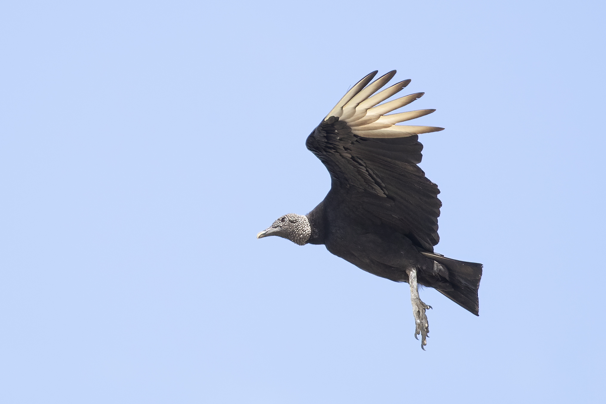 Black Vulture