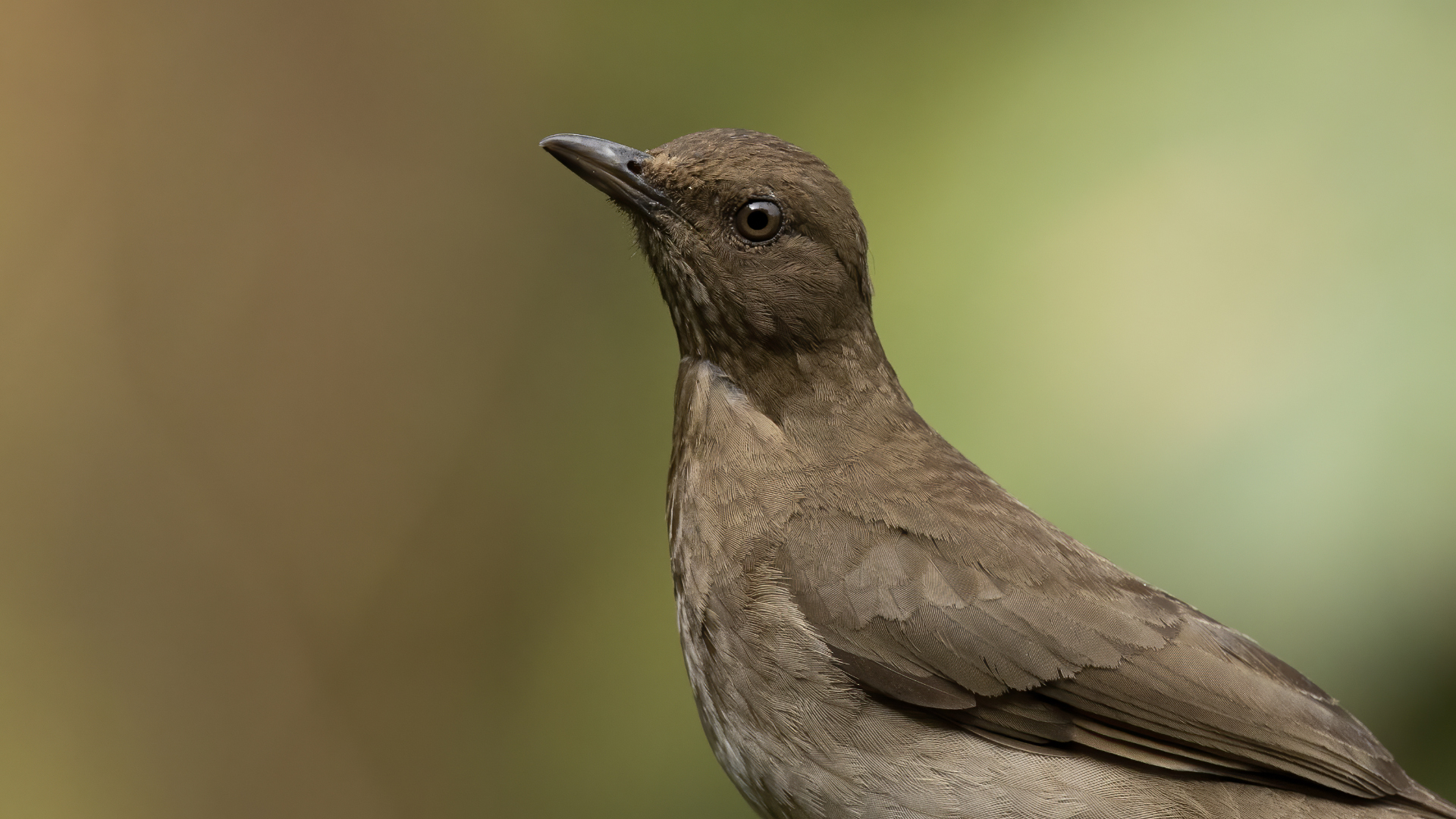 Clay-colored Thrush
