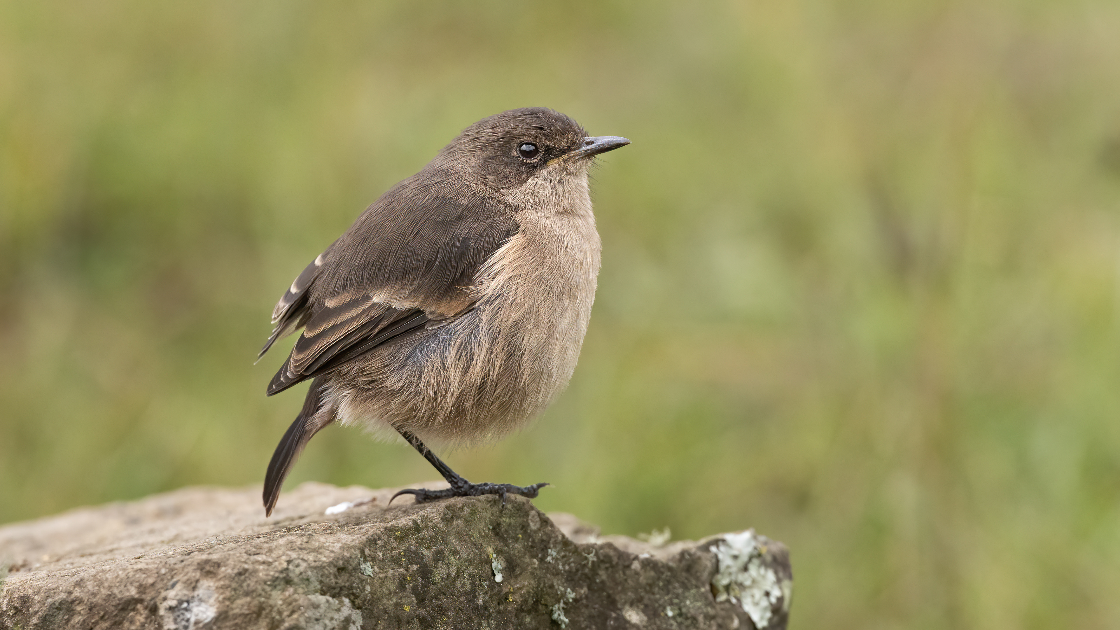 Moorland Chat