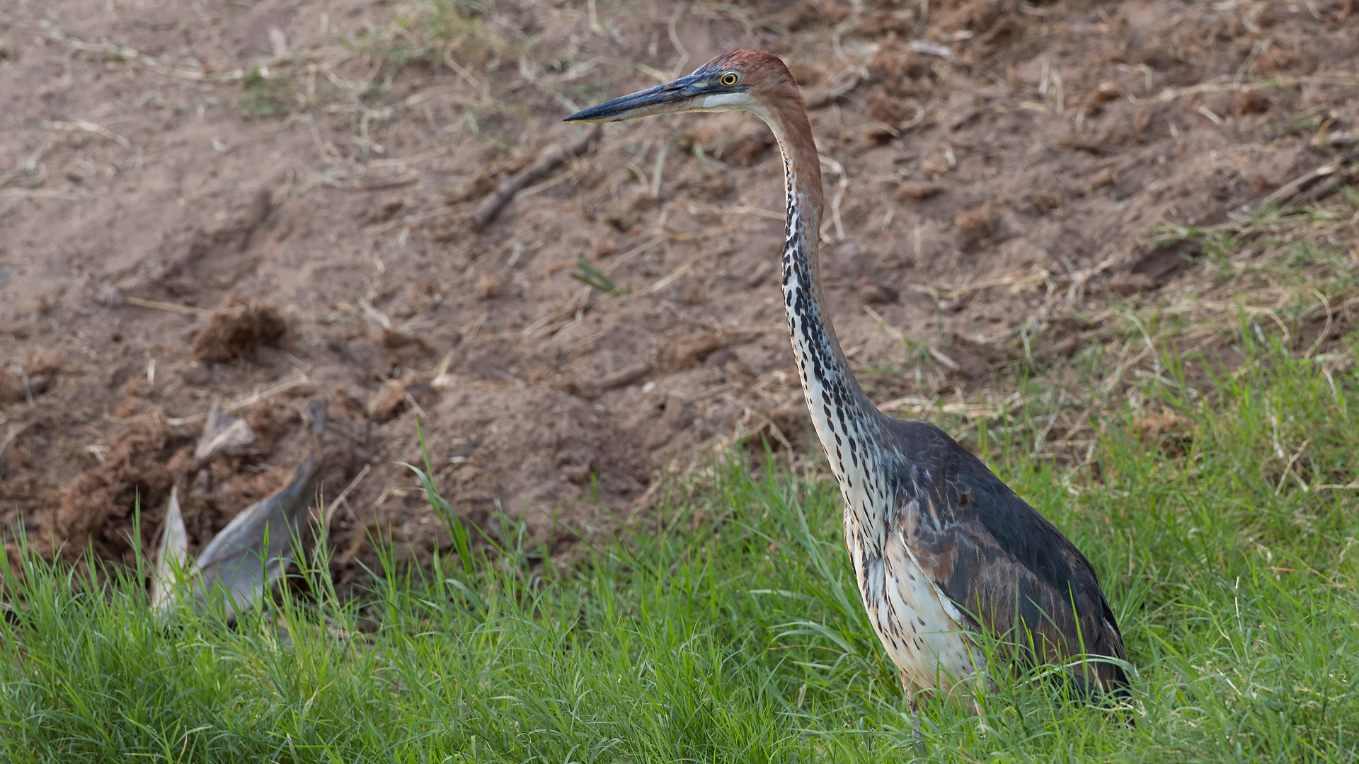 Goliath Heron