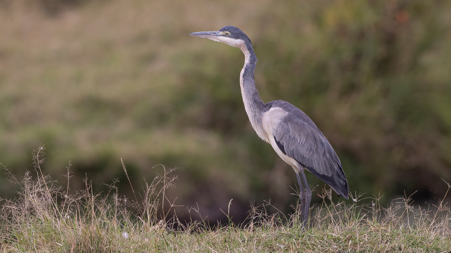 Black-headed Heron — Ana fotoğraf