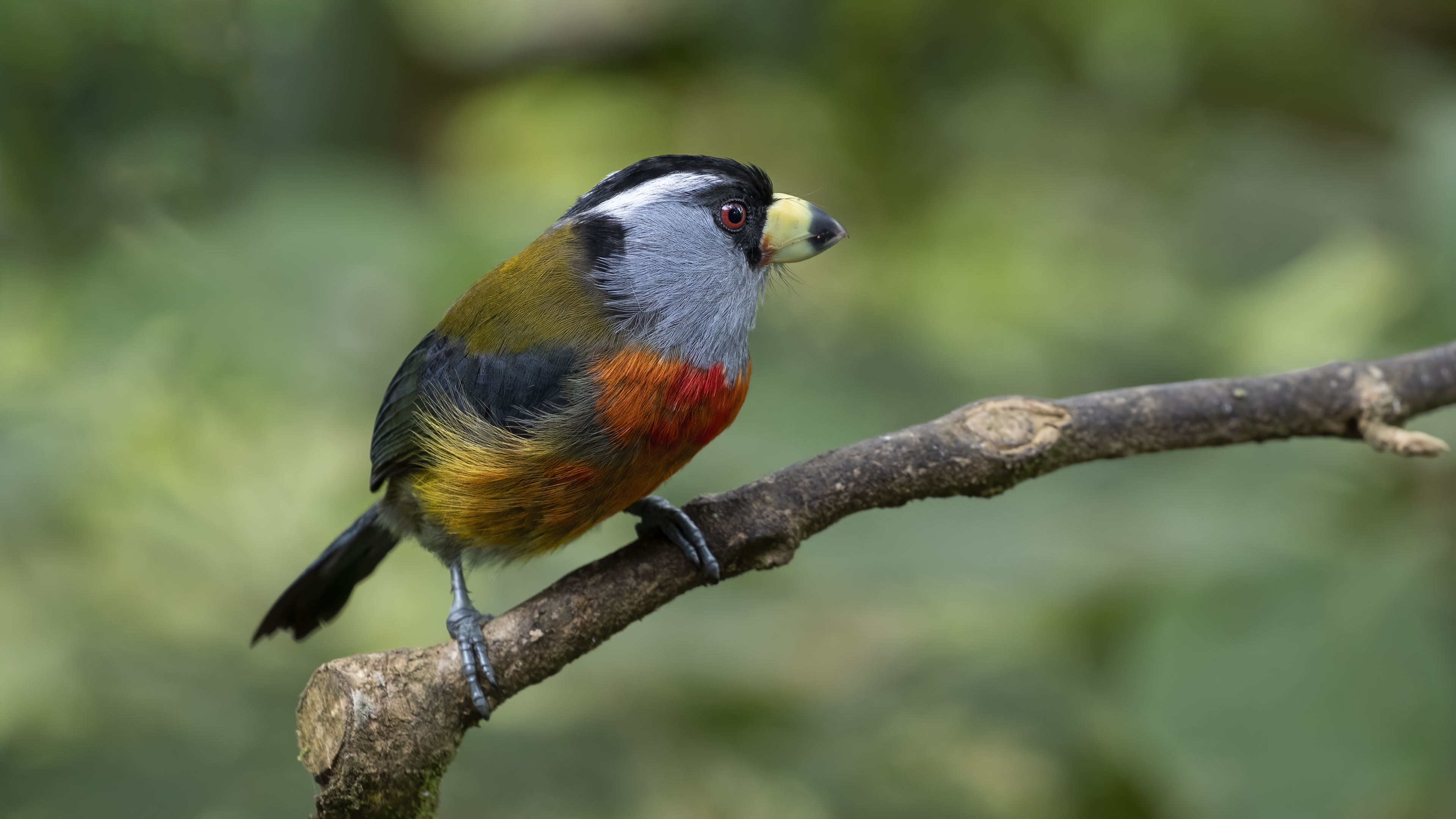 Toucan Barbet