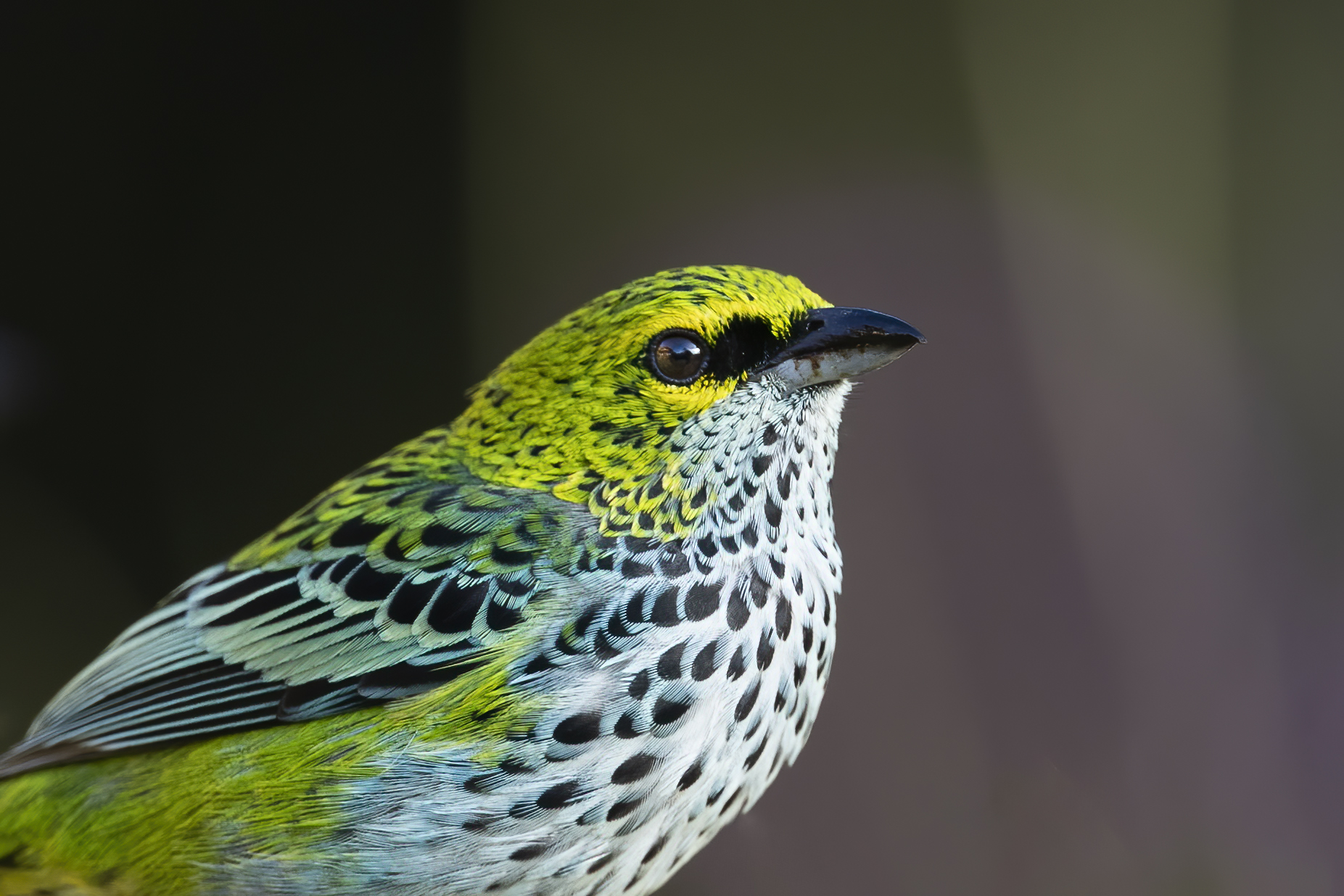 Speckled Tanager — Ana fotoğraf