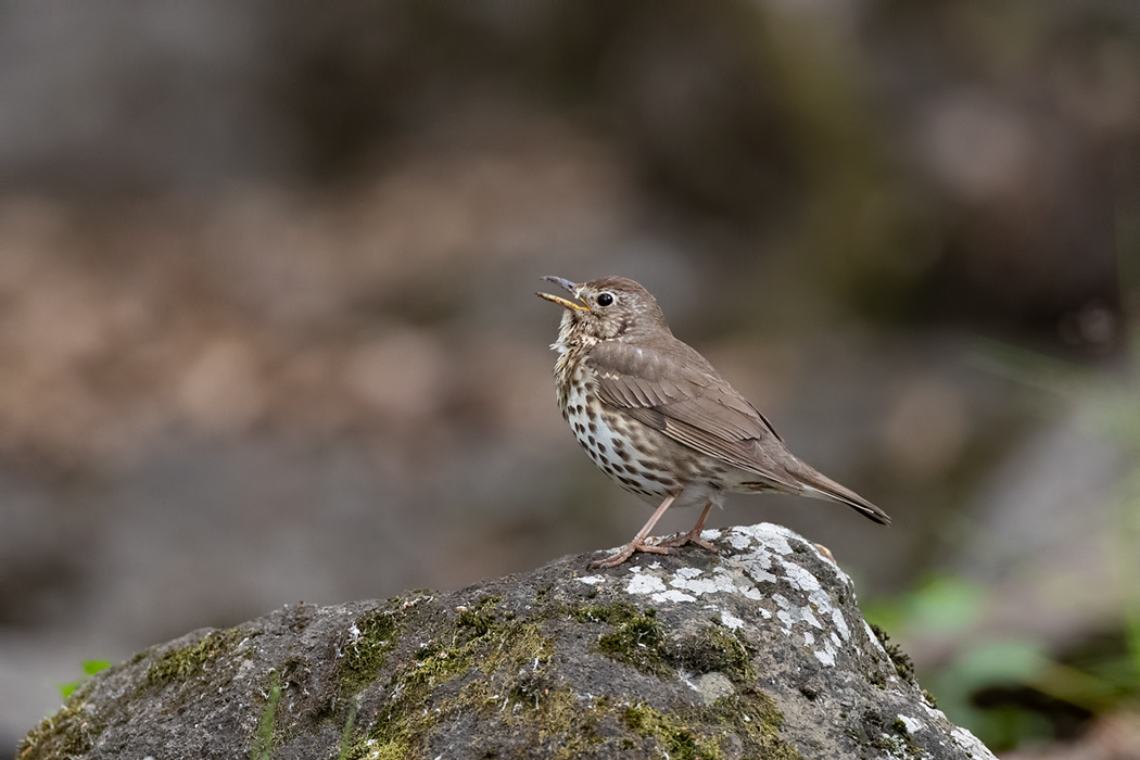 Song Thrush — Ana fotoğraf
