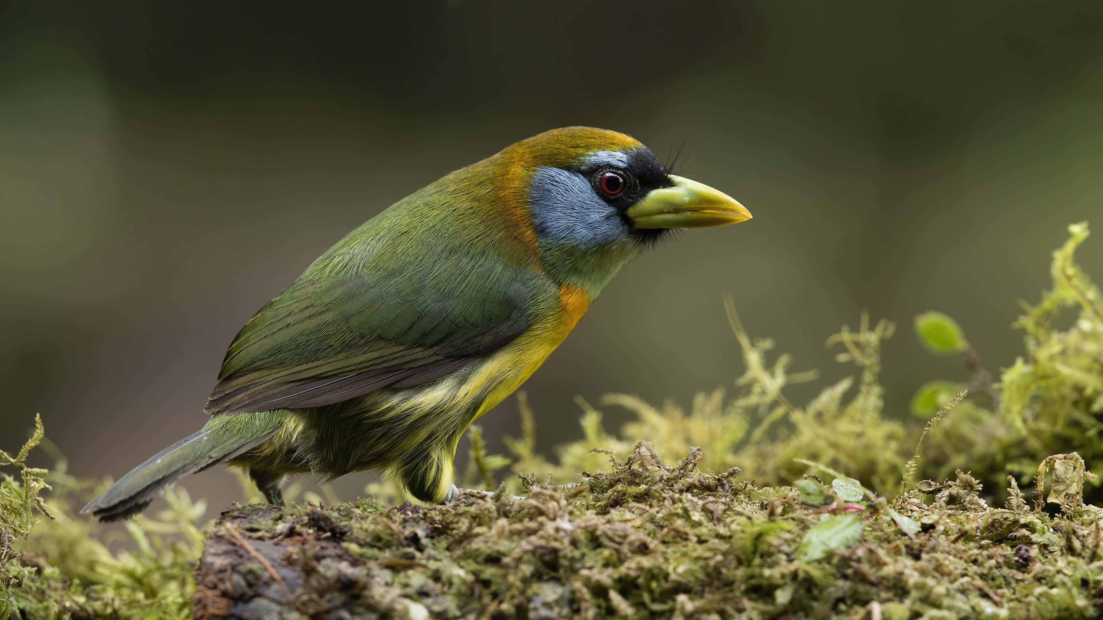 Red-headed Barbet