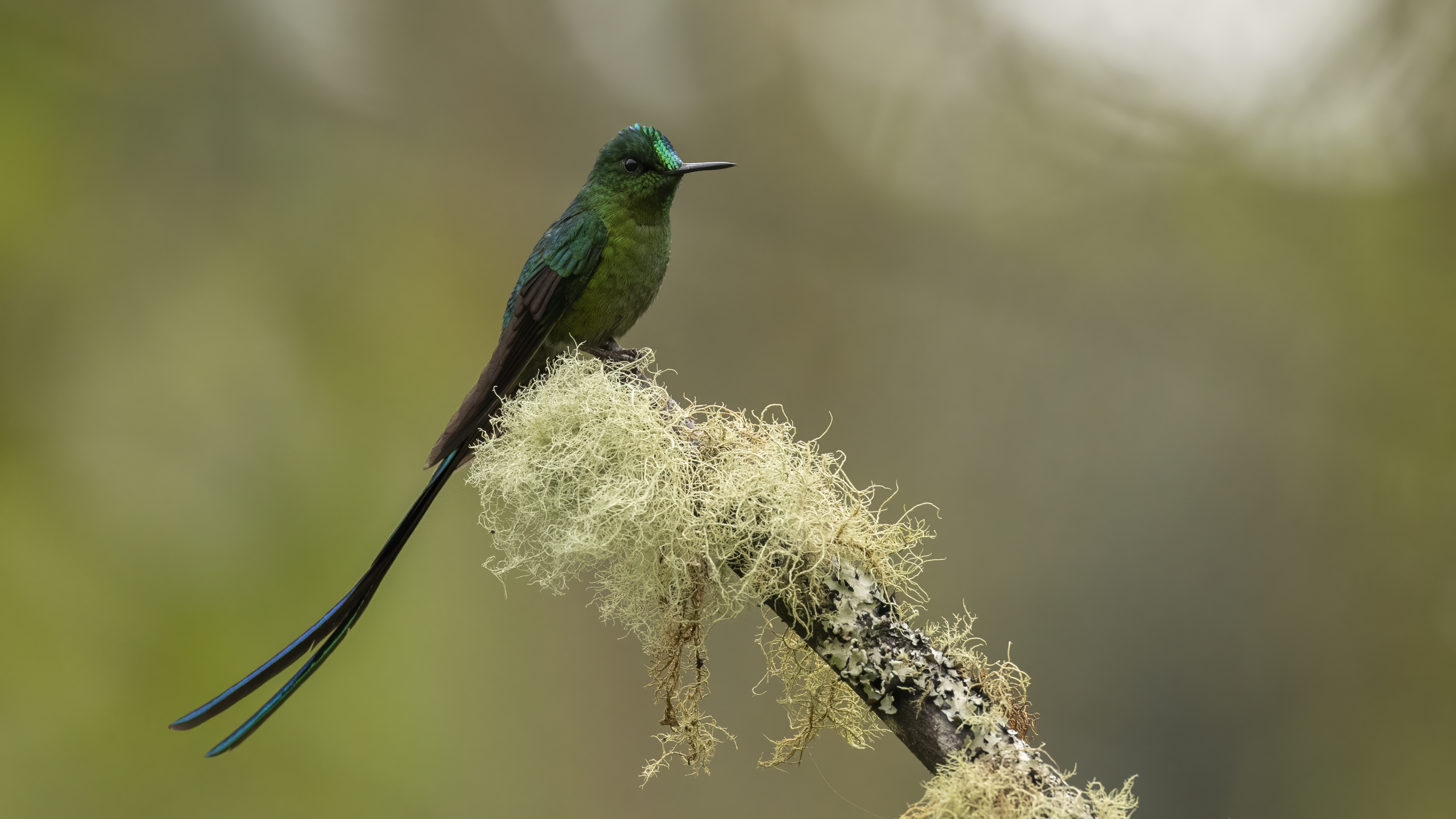 Long-tailed Sylph