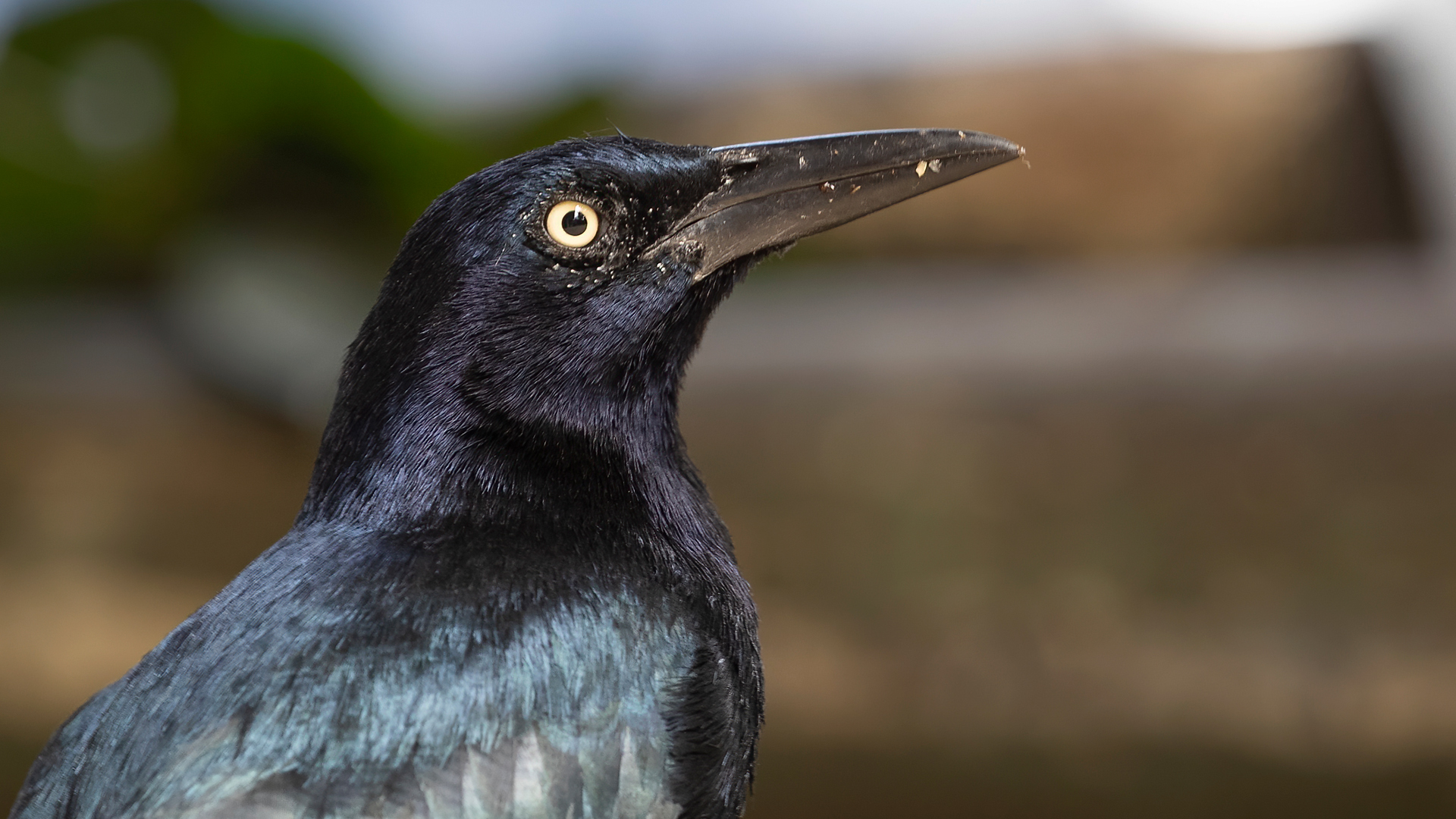 Great-tailed Grackle — Ana fotoğraf