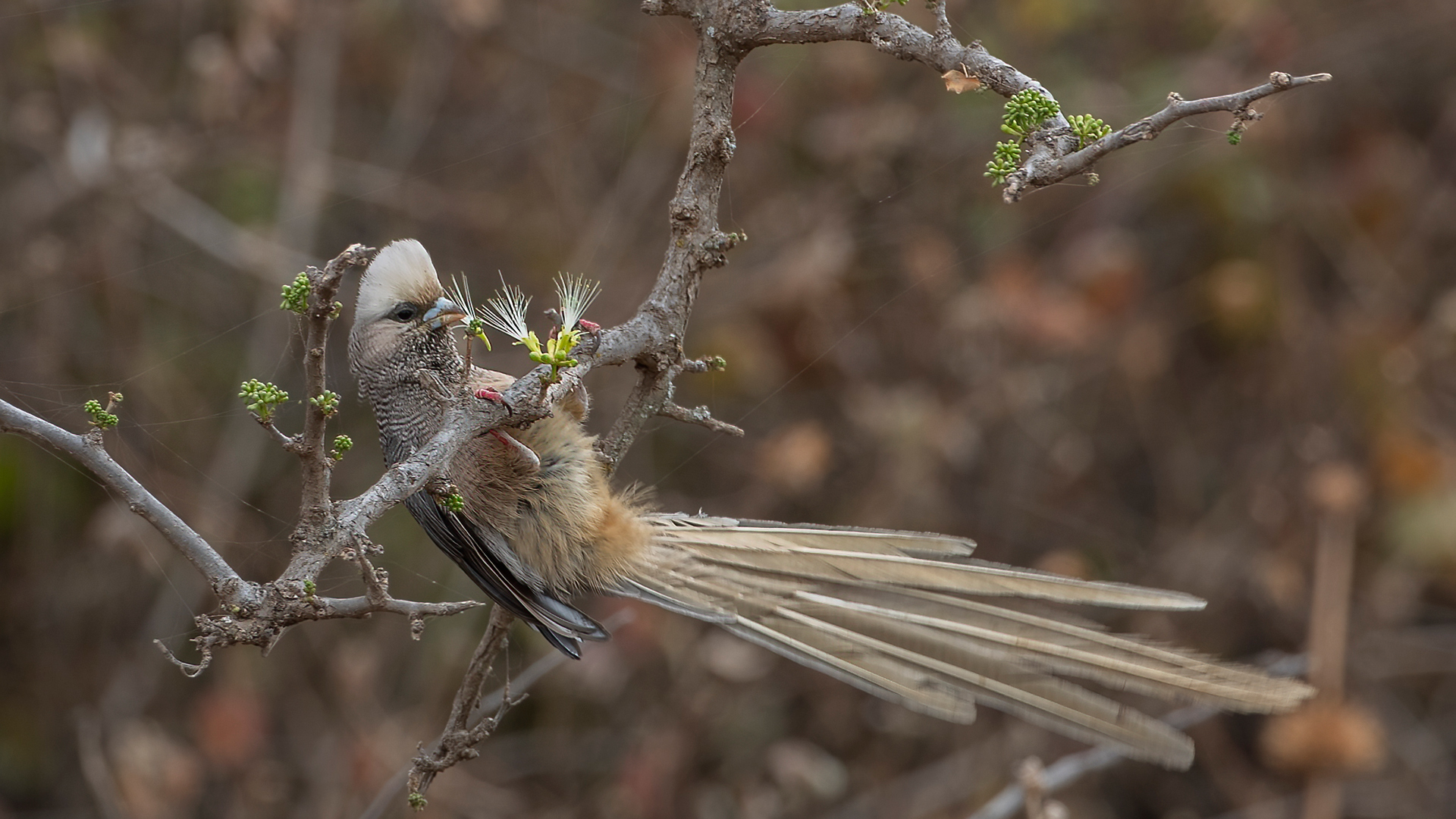 White-headed Mousebird — Ana fotoğraf