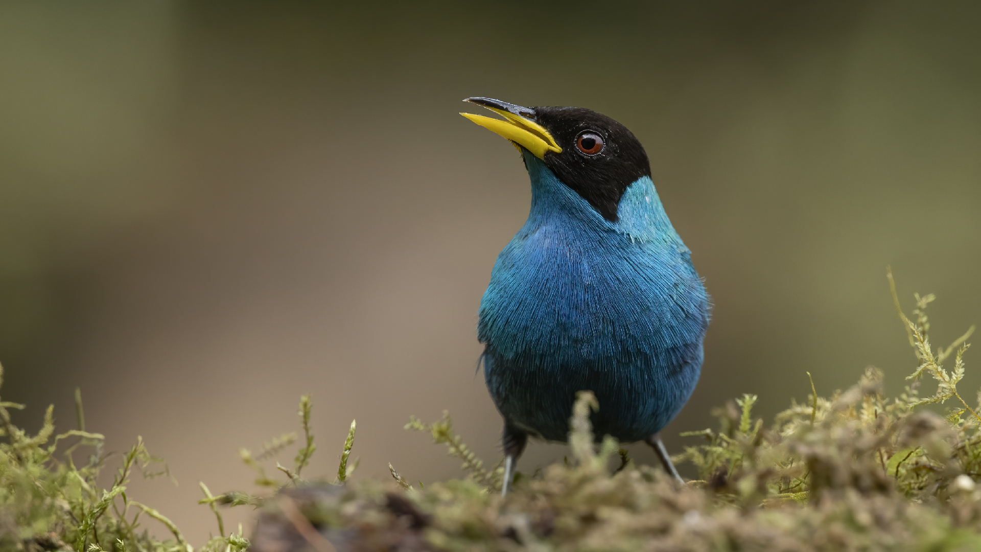 Green Honeycreeper